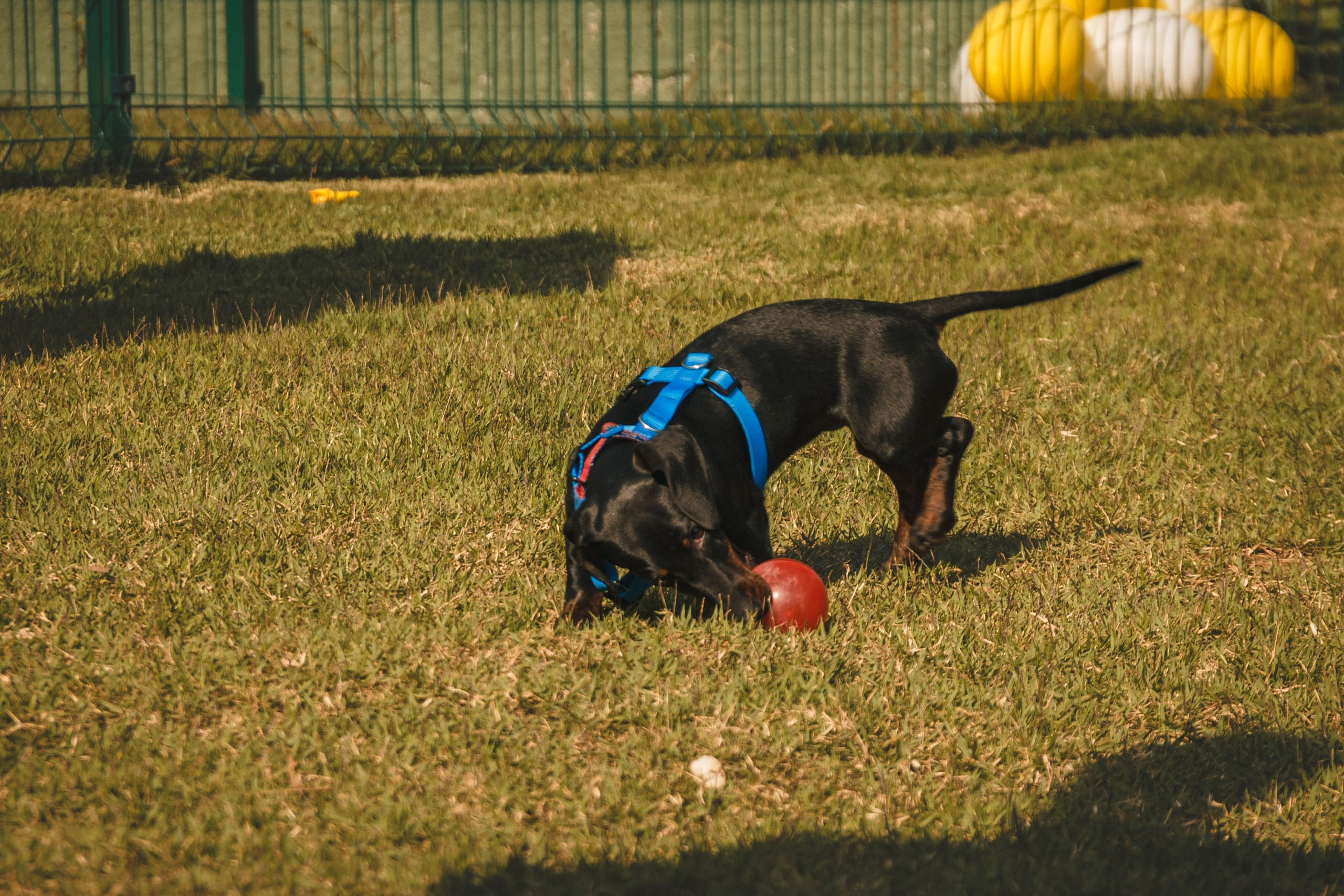 Qualidade de vida e bem-estar do Dachshund. Marcus Monteiro Fotografia