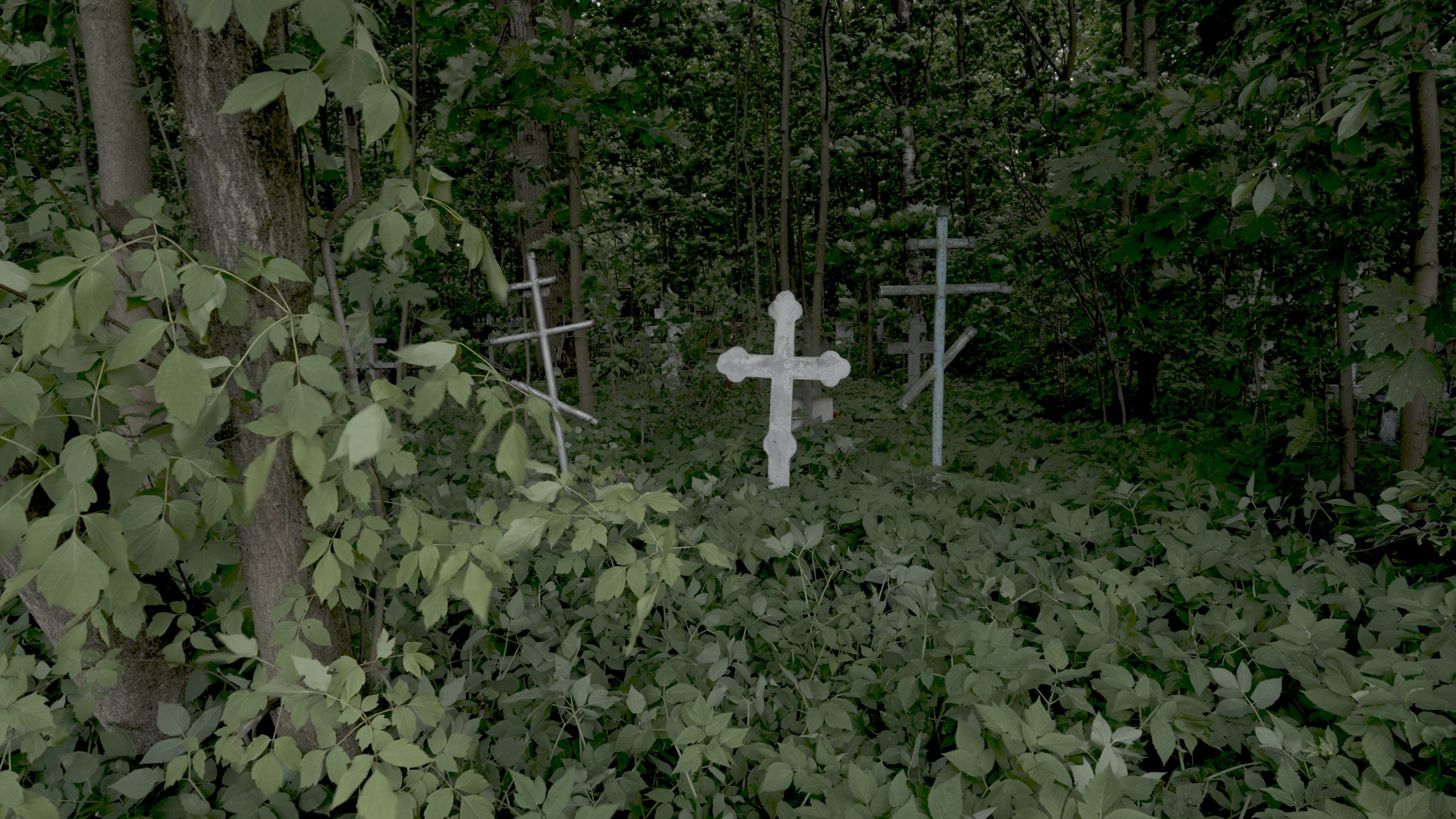 Wait and See. Tatiana Kireicheva