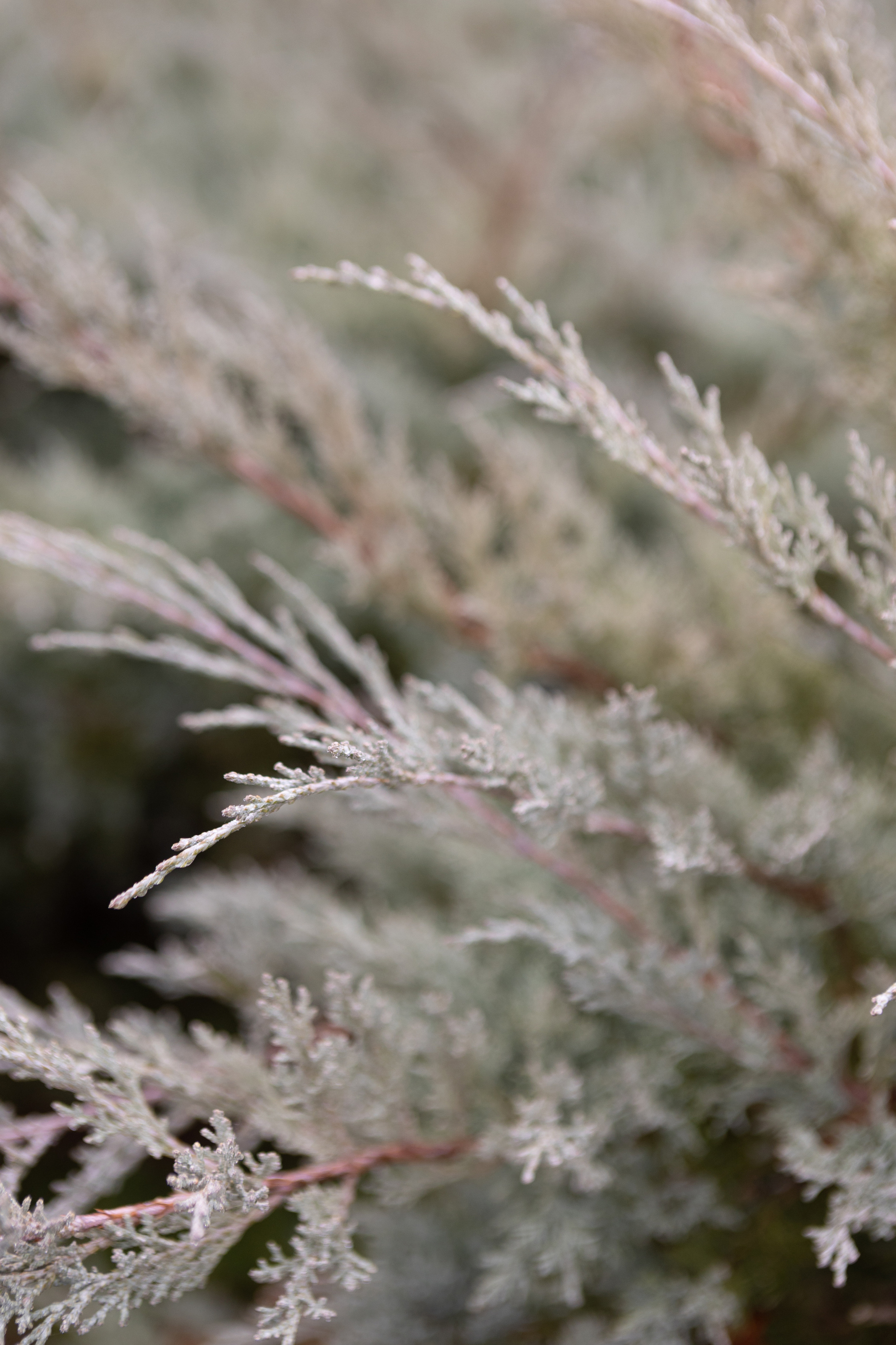 Photographe de mariage a Toulouse