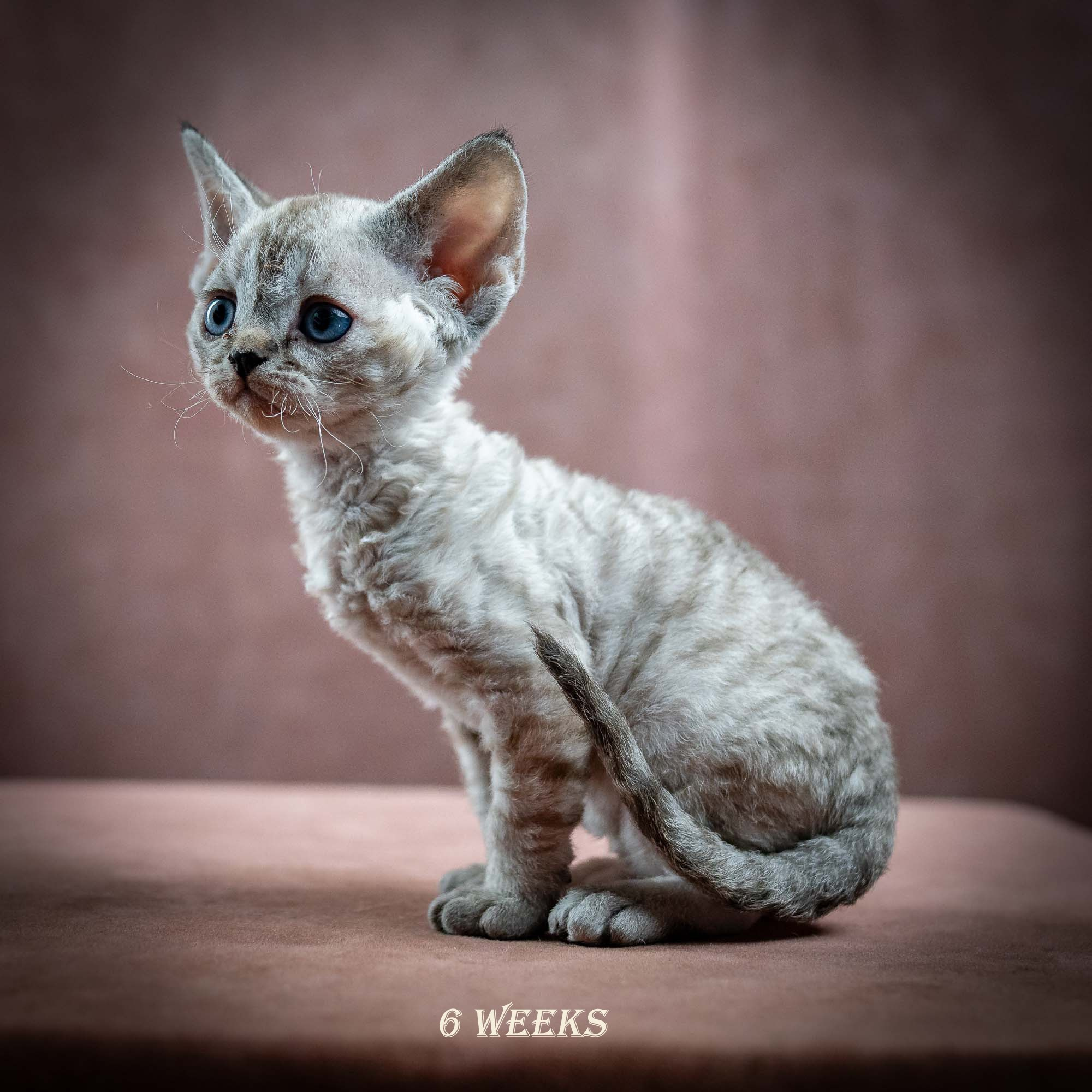 Isla, girl, born 06.01.2025. Devon Rex Pixie Cattery