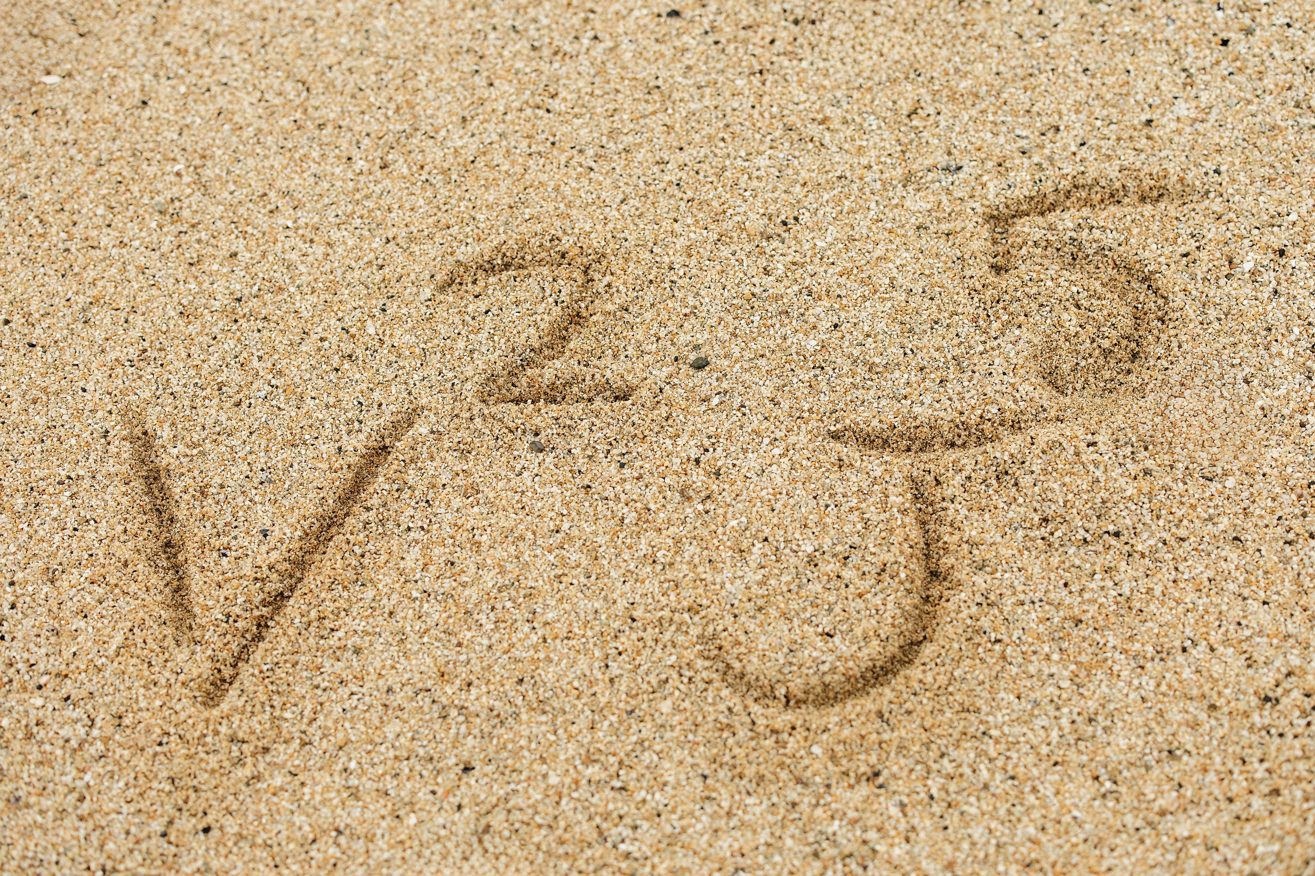 Families. ArtFeather Photography. Sacramento, California