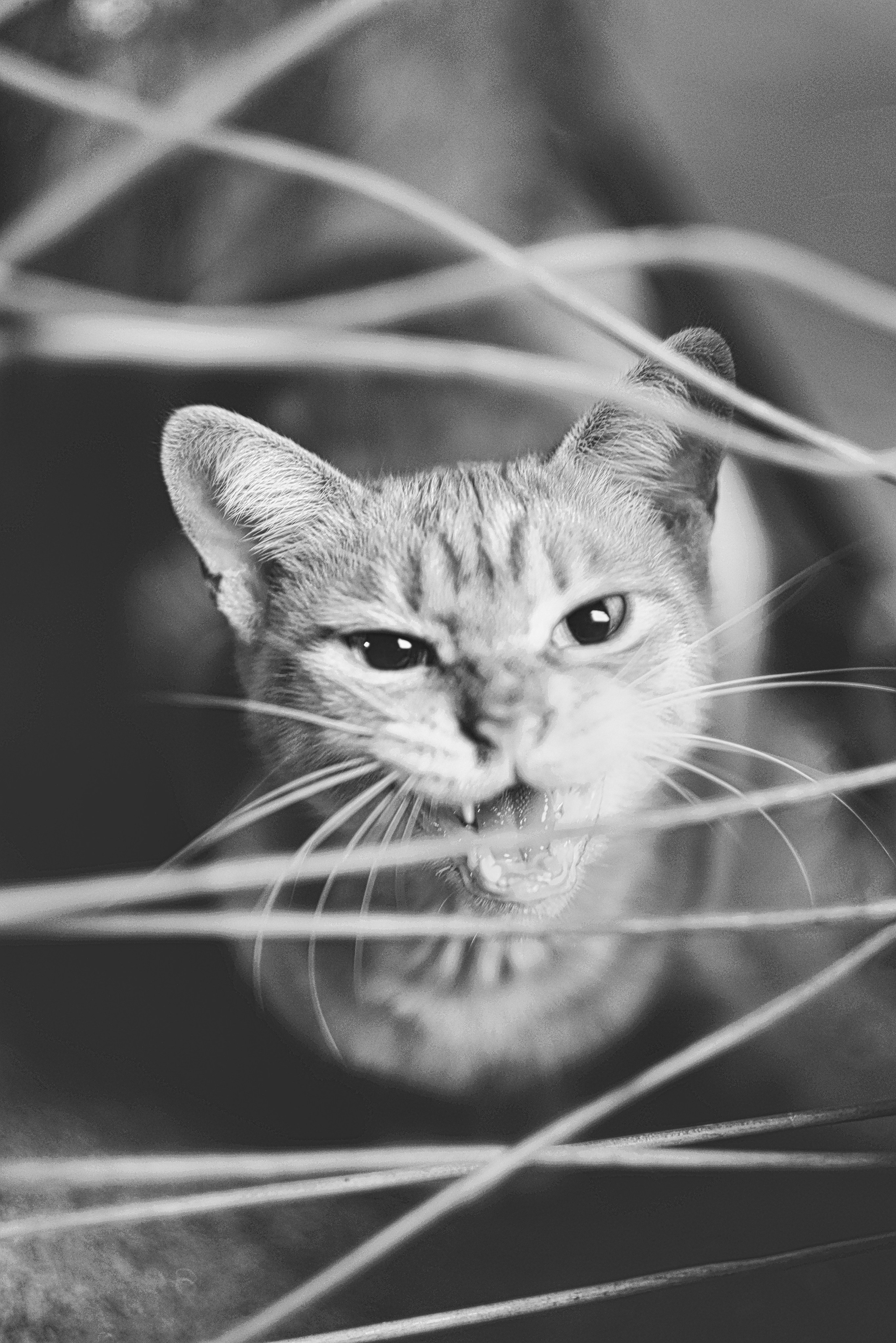 Stray Cat Guangzhou China | Stray Cats Photography By Yukophotography
