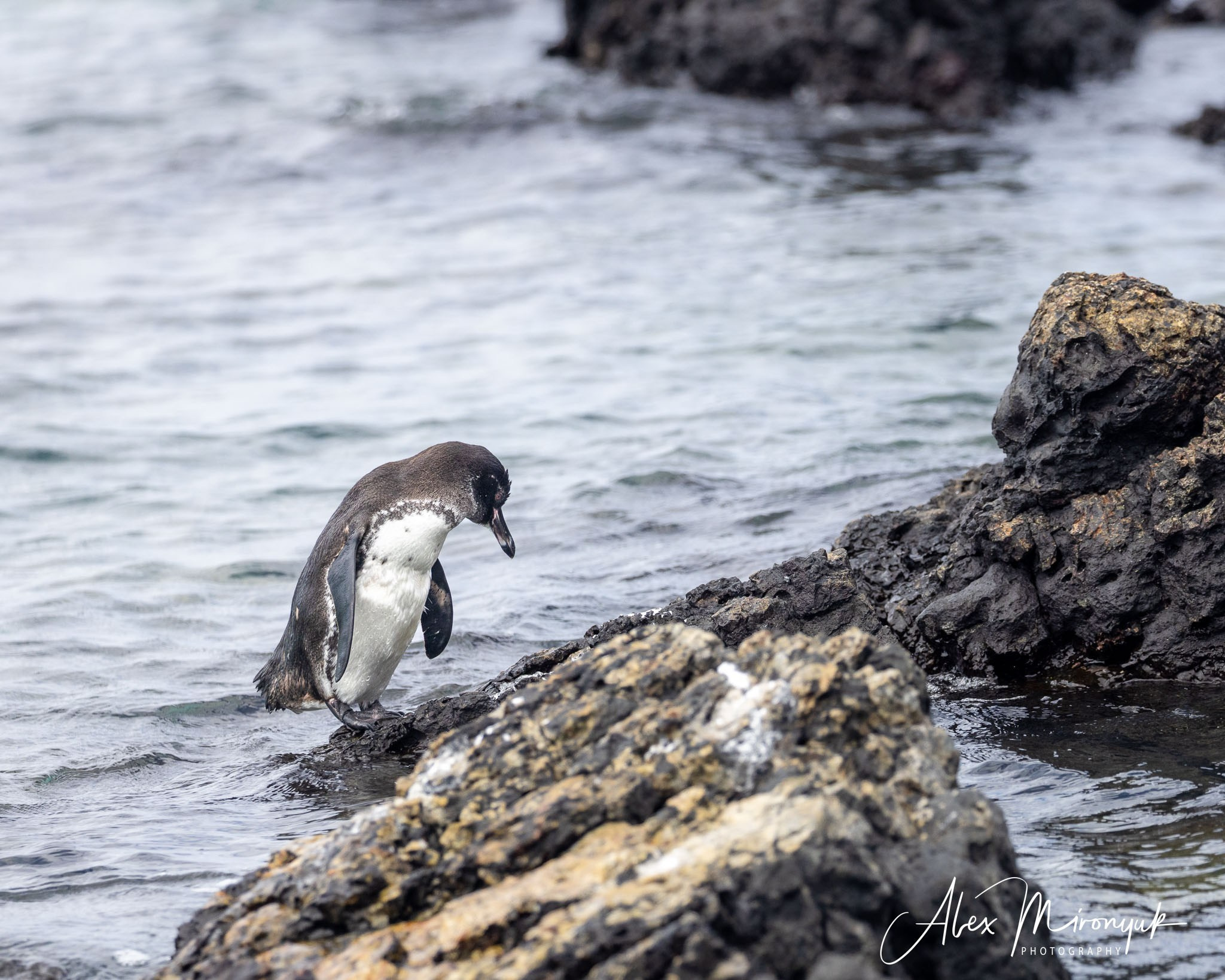 Galapagos Islands Adventure. Alex Mironyuk Photography