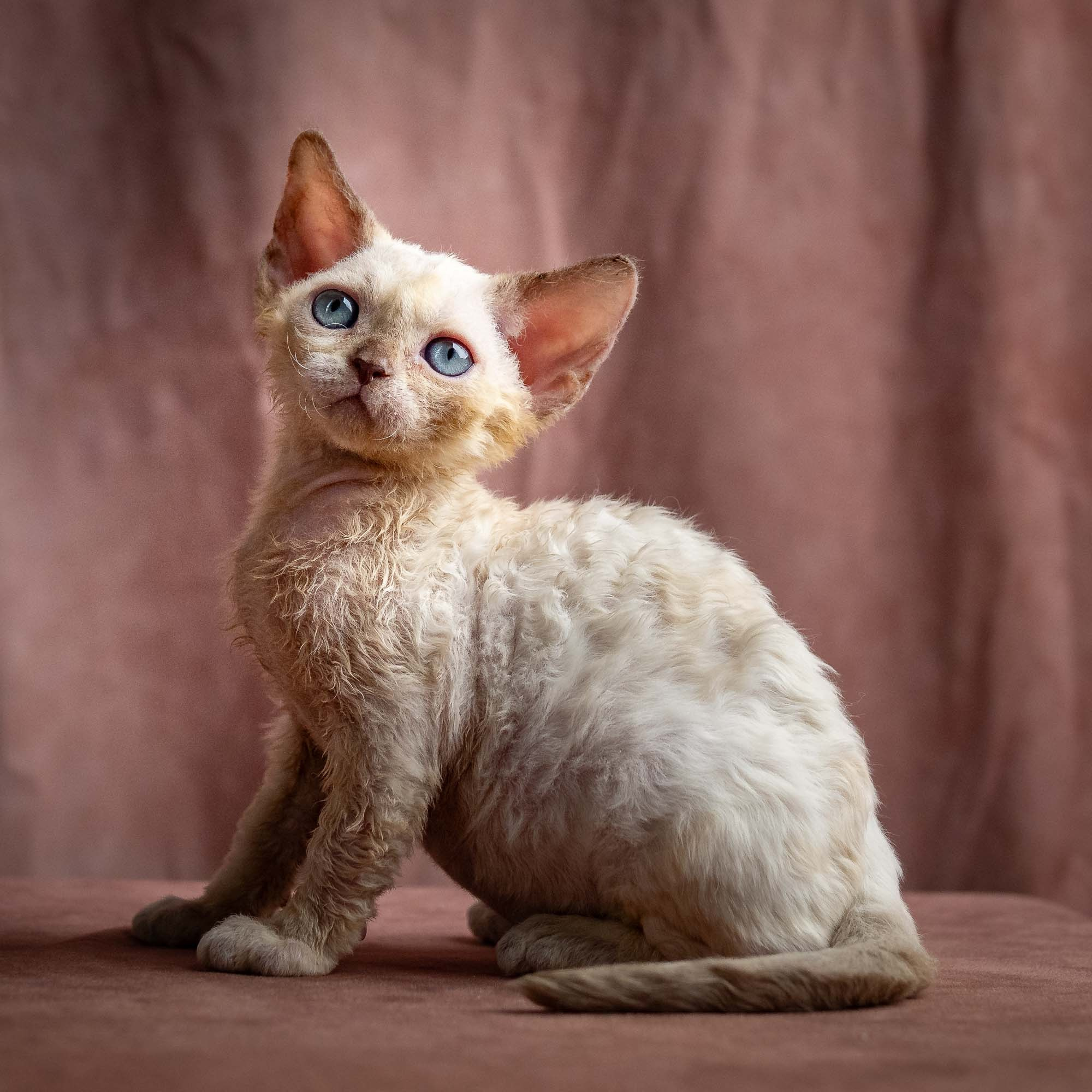 Rosalie, girl, born 05.08.26. Devon Rex Pixie Cattery