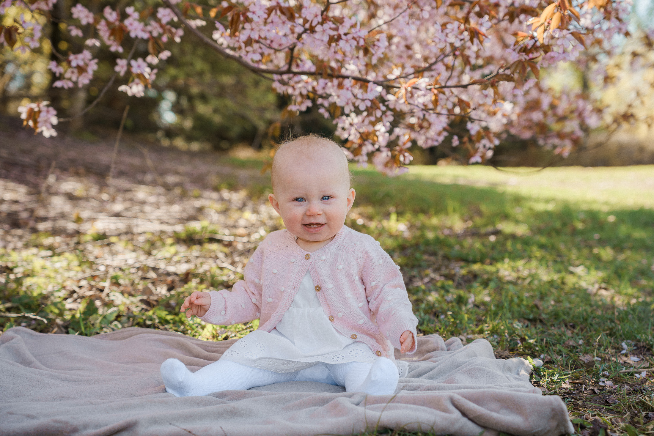 Perhekuvaus kirsikkapuistossa