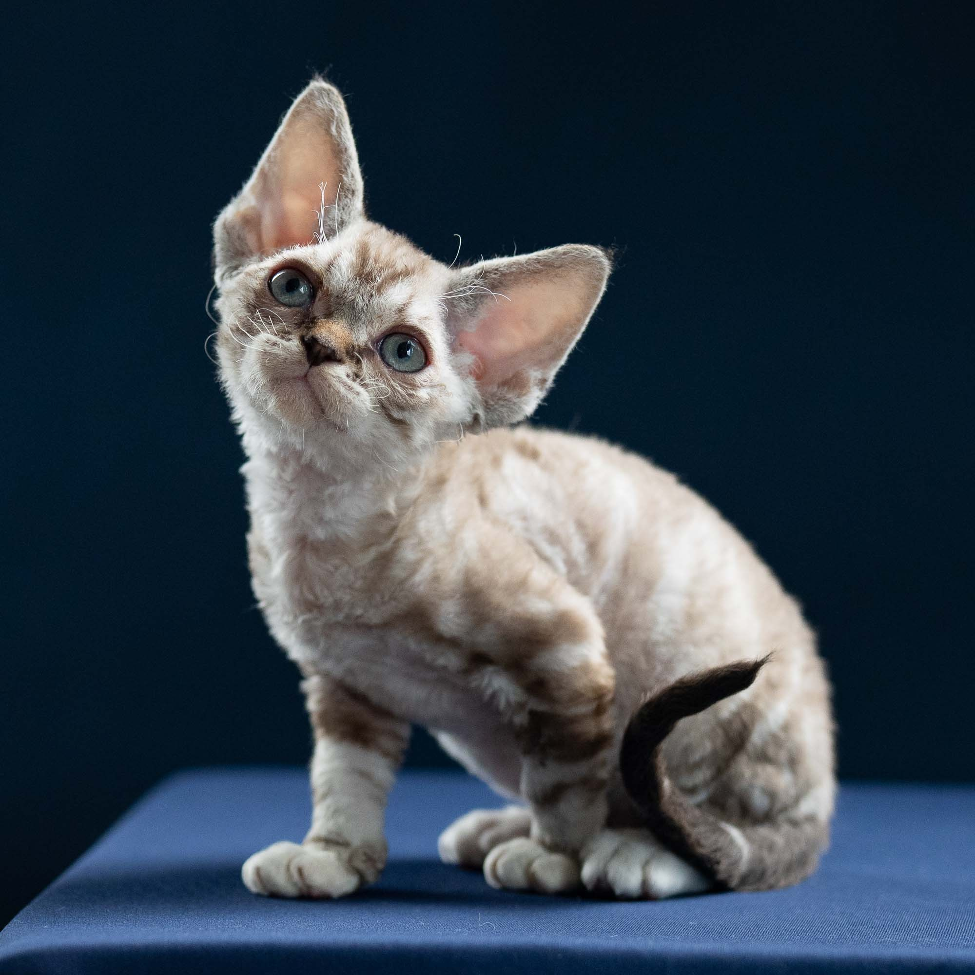 Irwin, boy, born 06.01.2025. Devon Rex Pixie Cattery