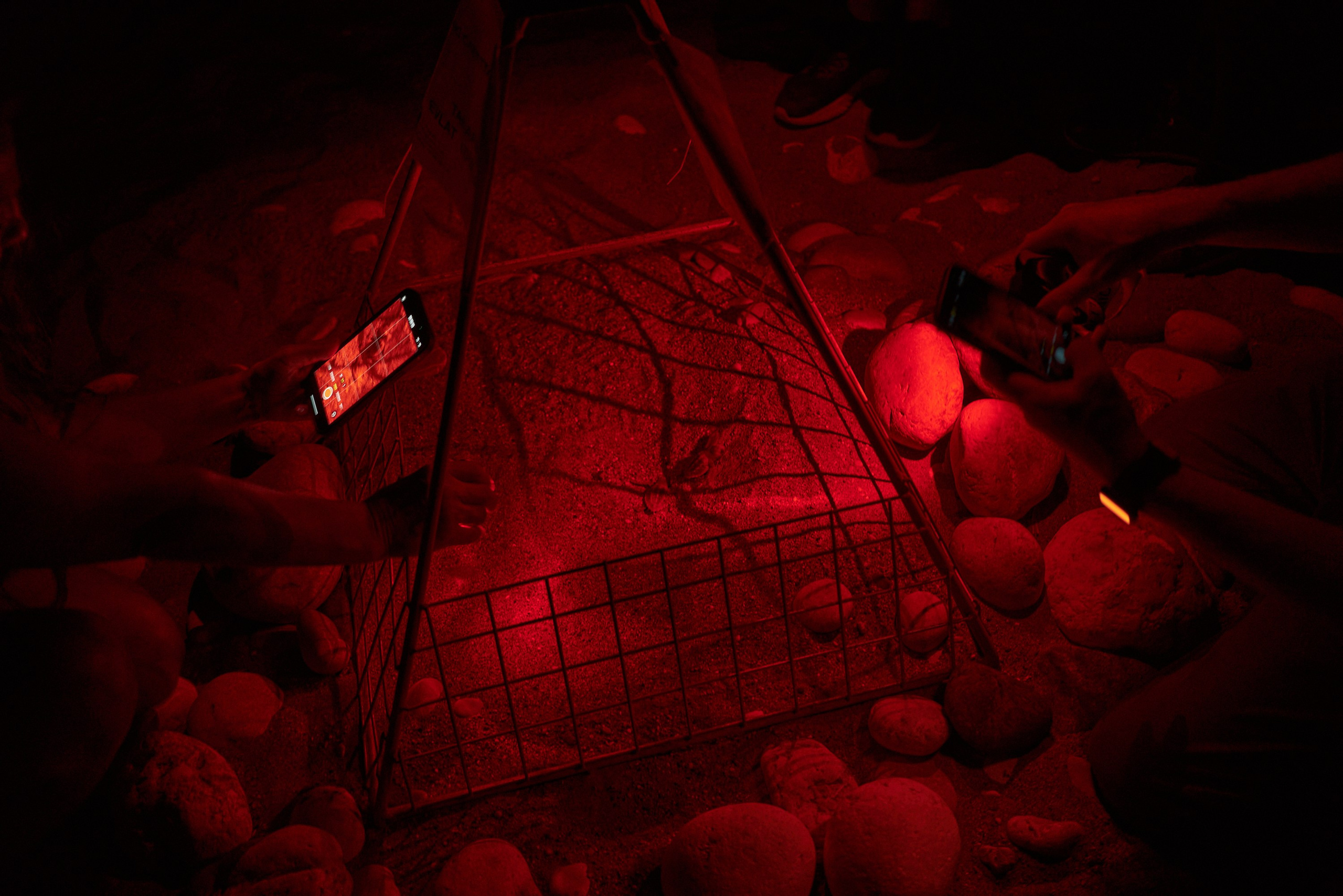 Caretta caretta | Anastasiia Nelen photographer