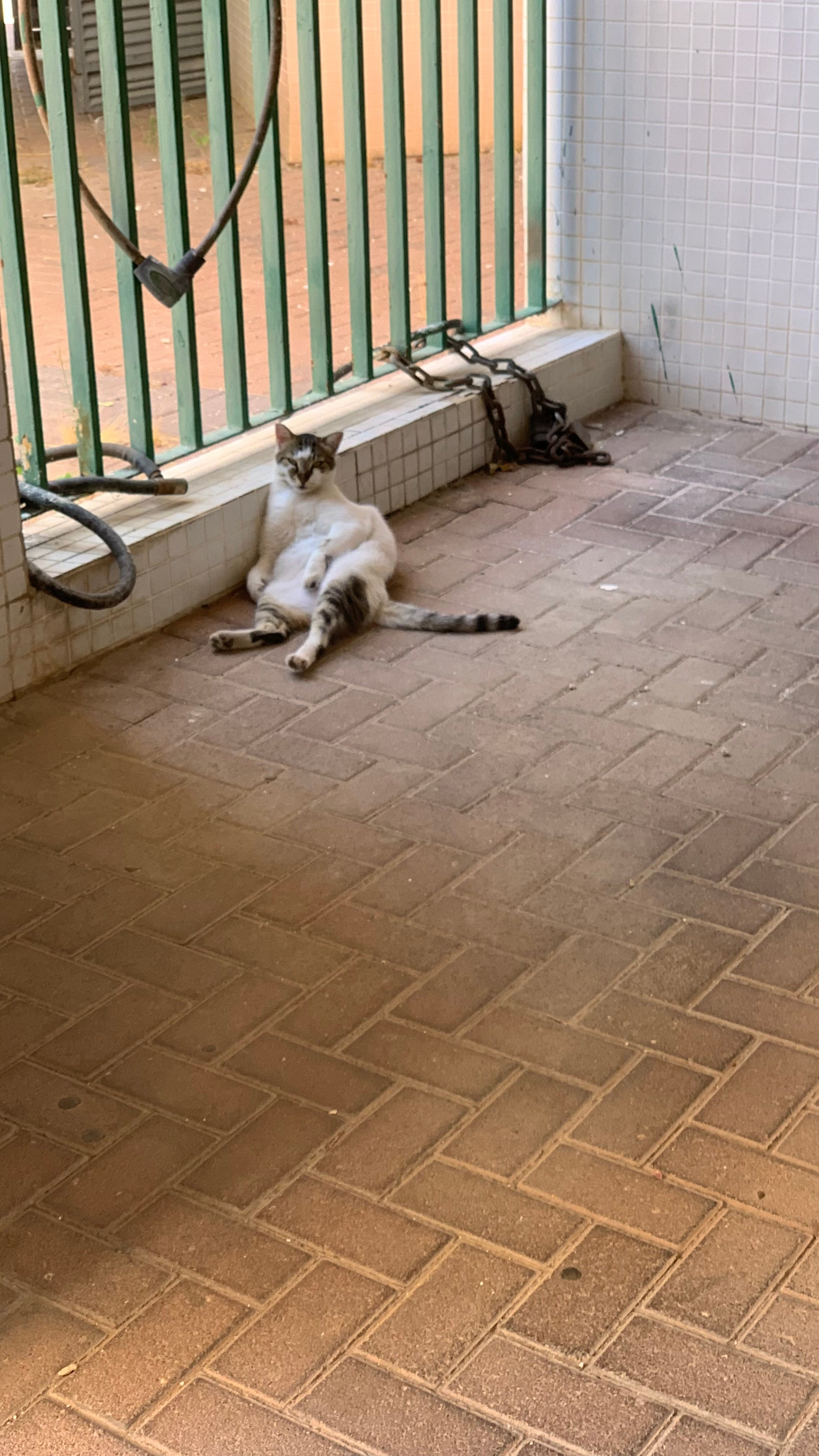 A cat sleeps in an interesting way