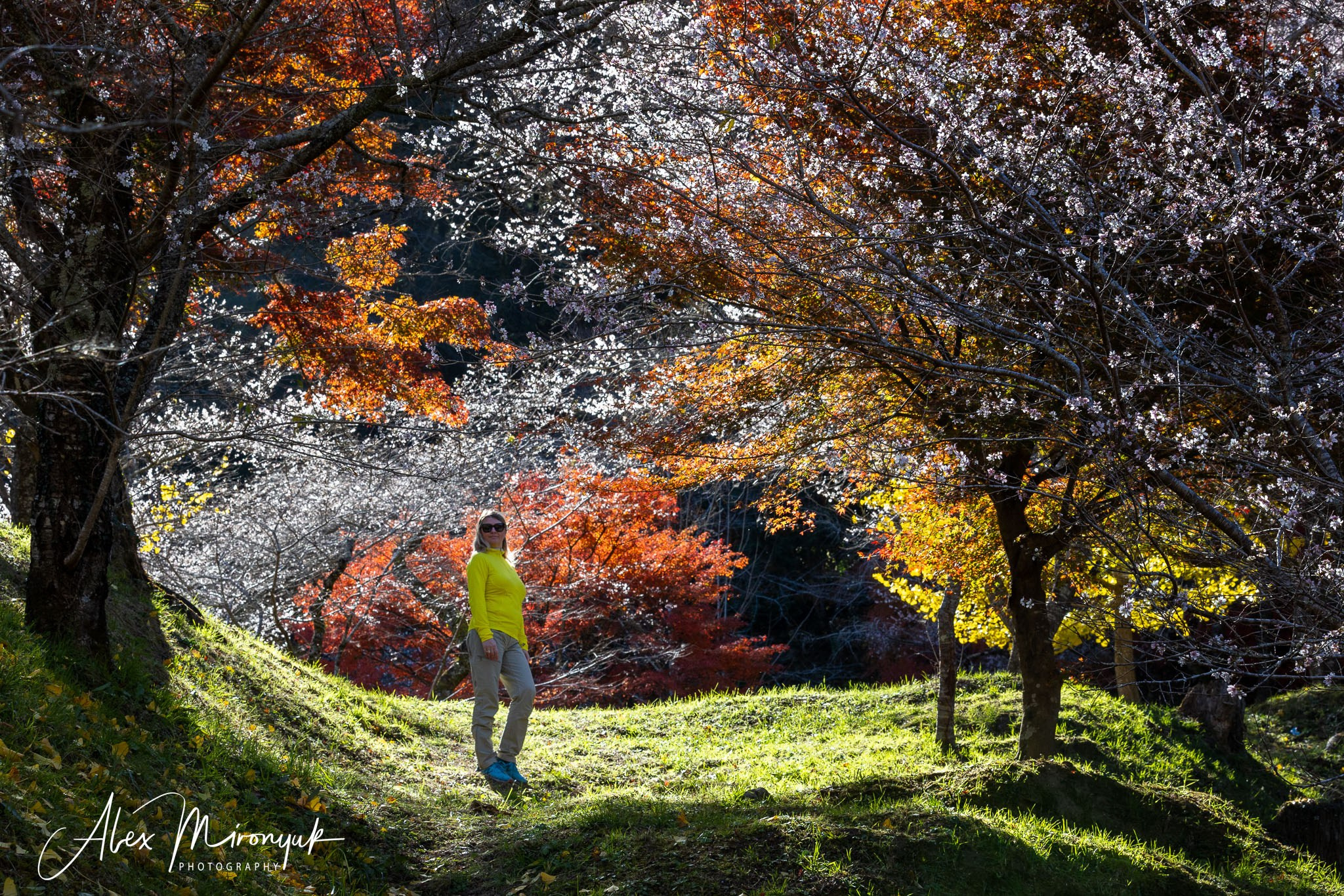 Autumn Colors of Japan. Pet, Senior, Landscape, portrait studio, photographer in Miami and Sou