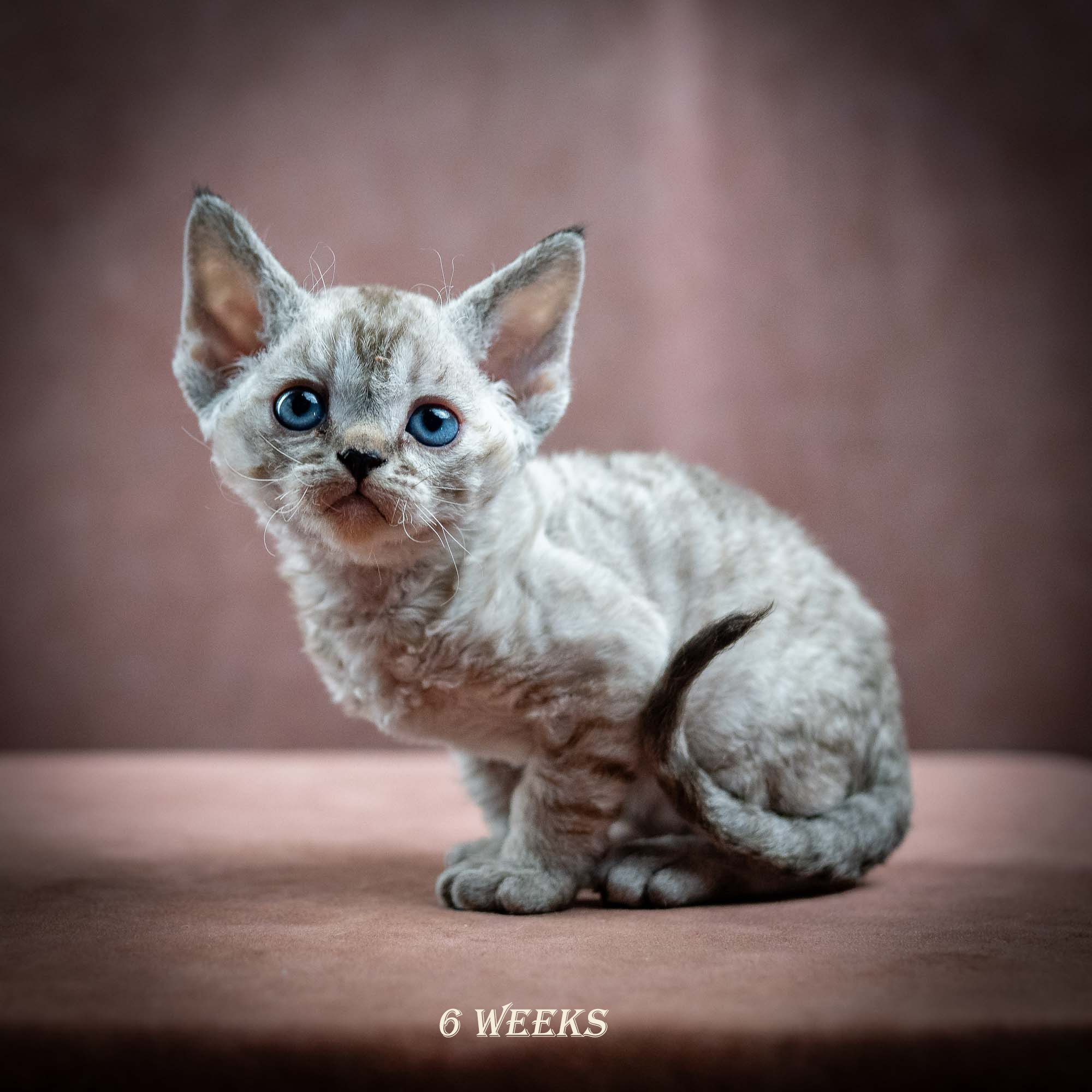 Isla, girl, born 06.01.2025. Devon Rex Pixie Cattery
