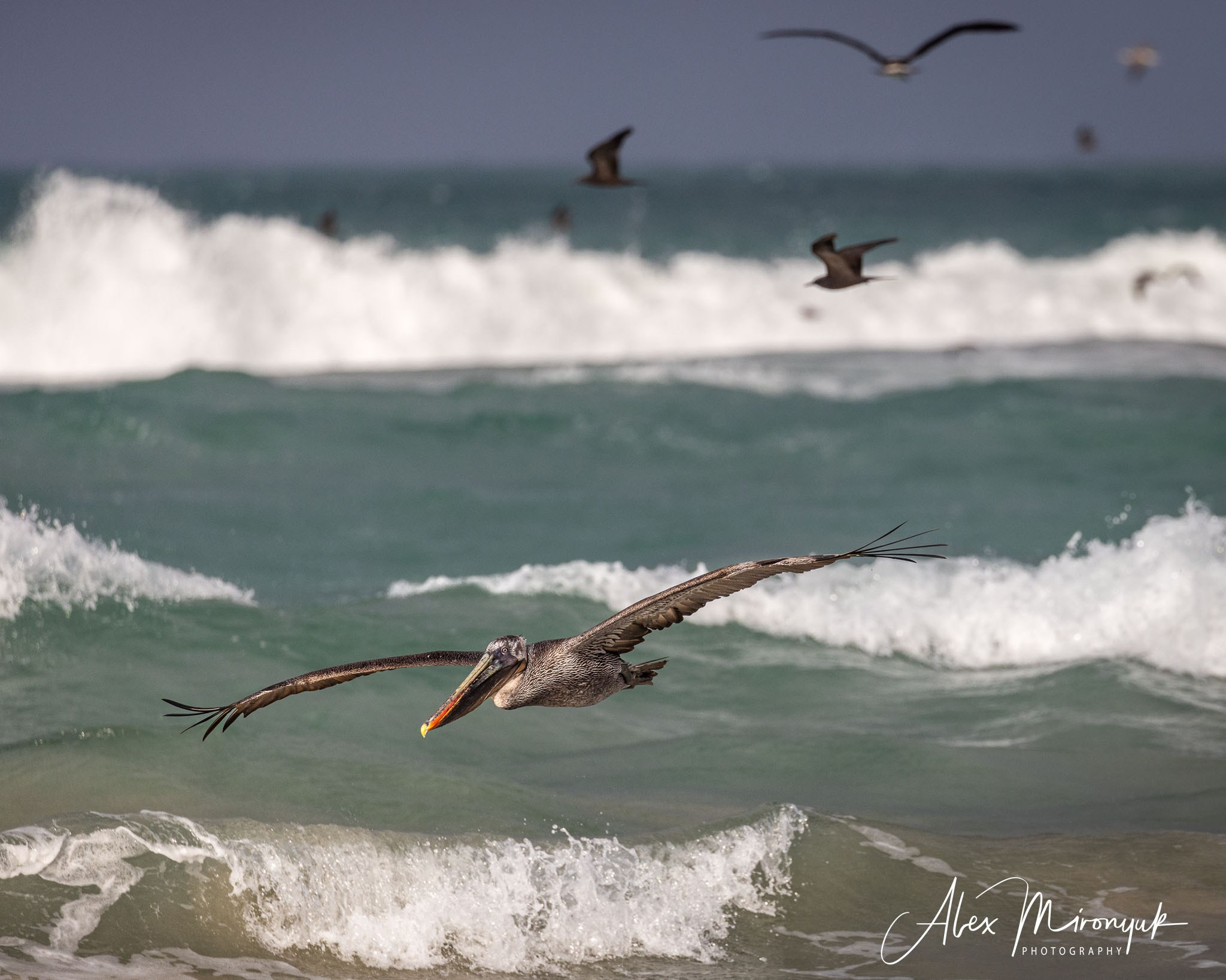 Galapagos Islands Adventure. Alex Mironyuk Photography