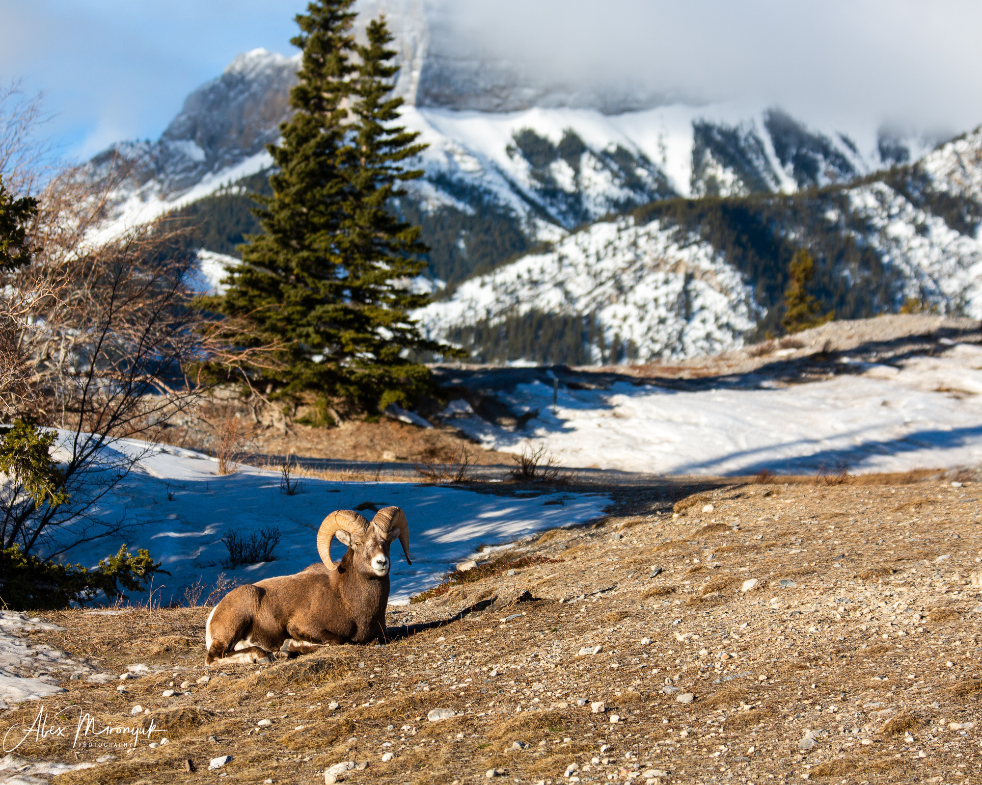 Photographing Winter Wonderland — Canada. Pet, Senior, Landscape, portrait studio, photographer in Miami and Sou