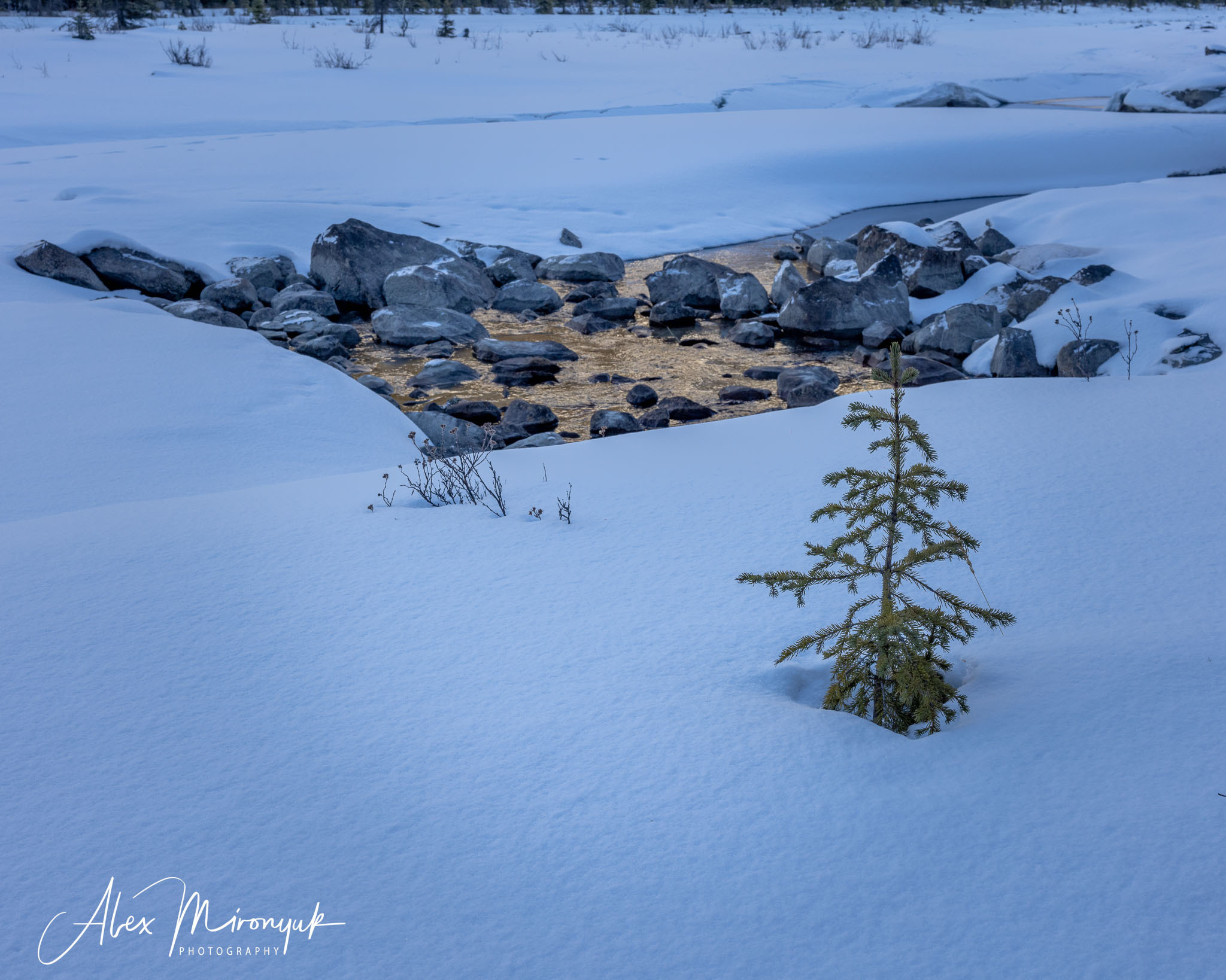 Photographing Winter Wonderland — Canada. Pet, Senior, Landscape, portrait studio, photographer in Miami and Sou
