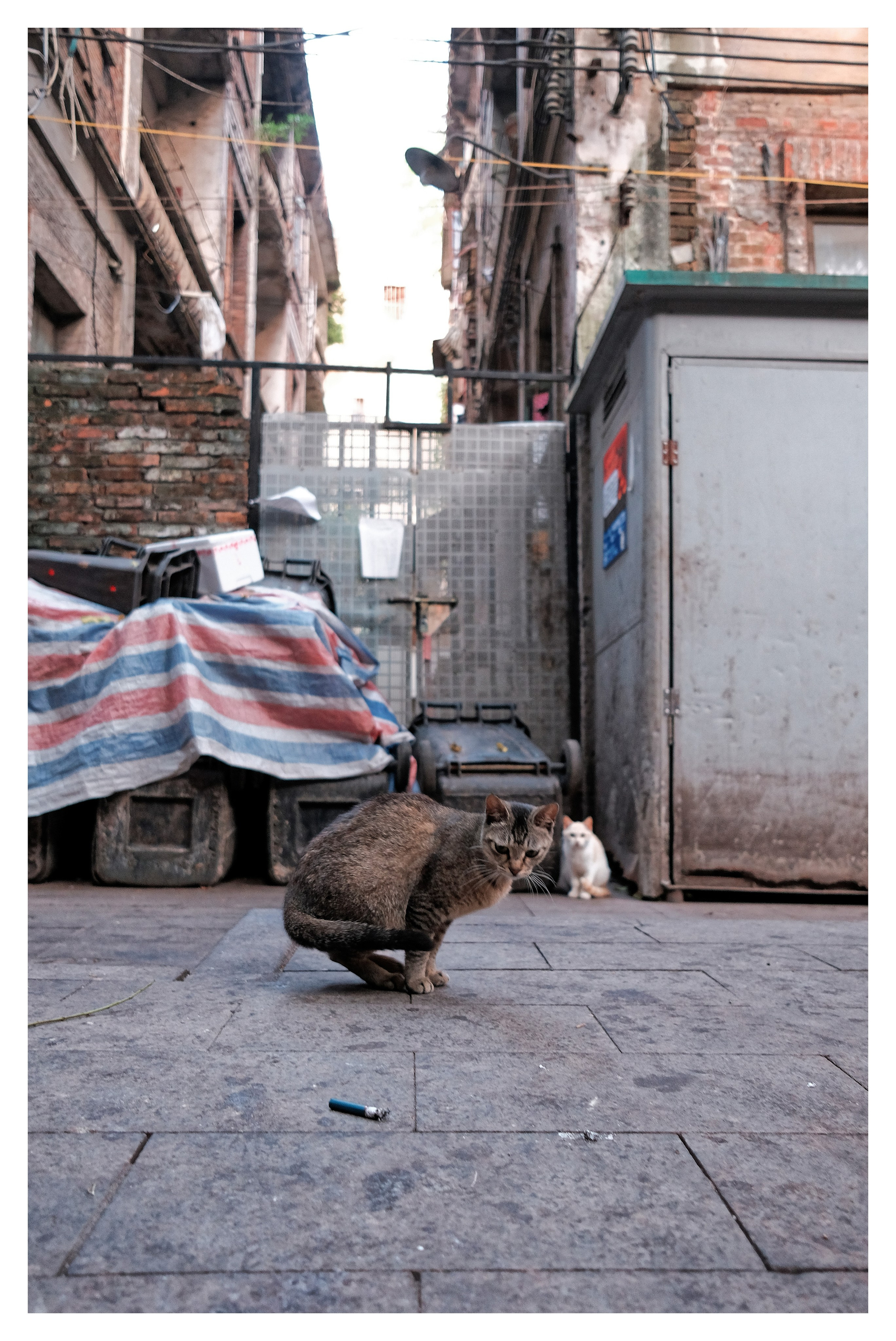 Stray Cats 🐾 | Stray cats from all the World | YuKoPhotography 📷. 中国街头摄影 | The Streets of China Through My Eyes | 深圳