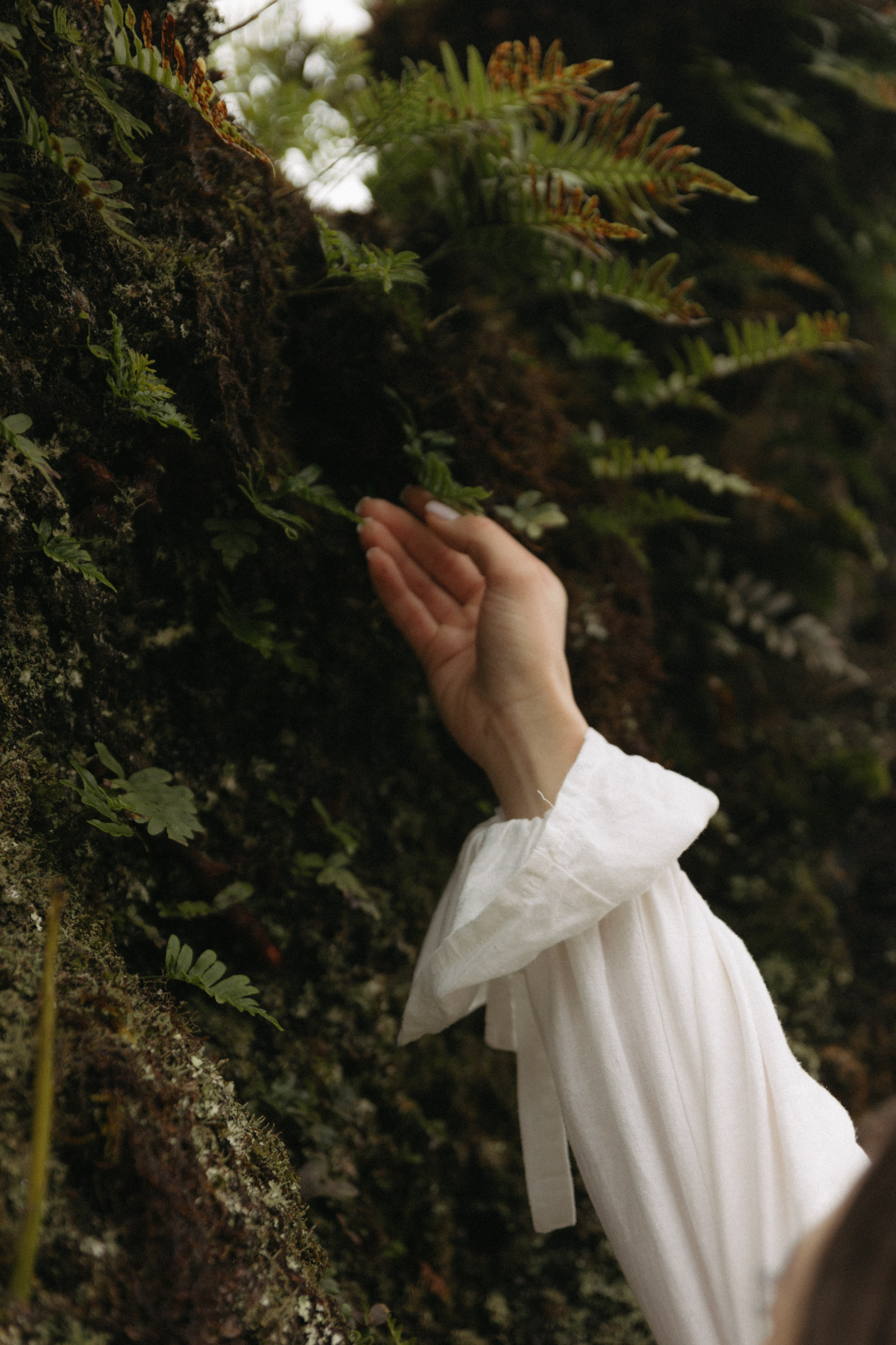 Magic of Fanal Forest. Wedding photographer and videographer based in Timisoara, Romania