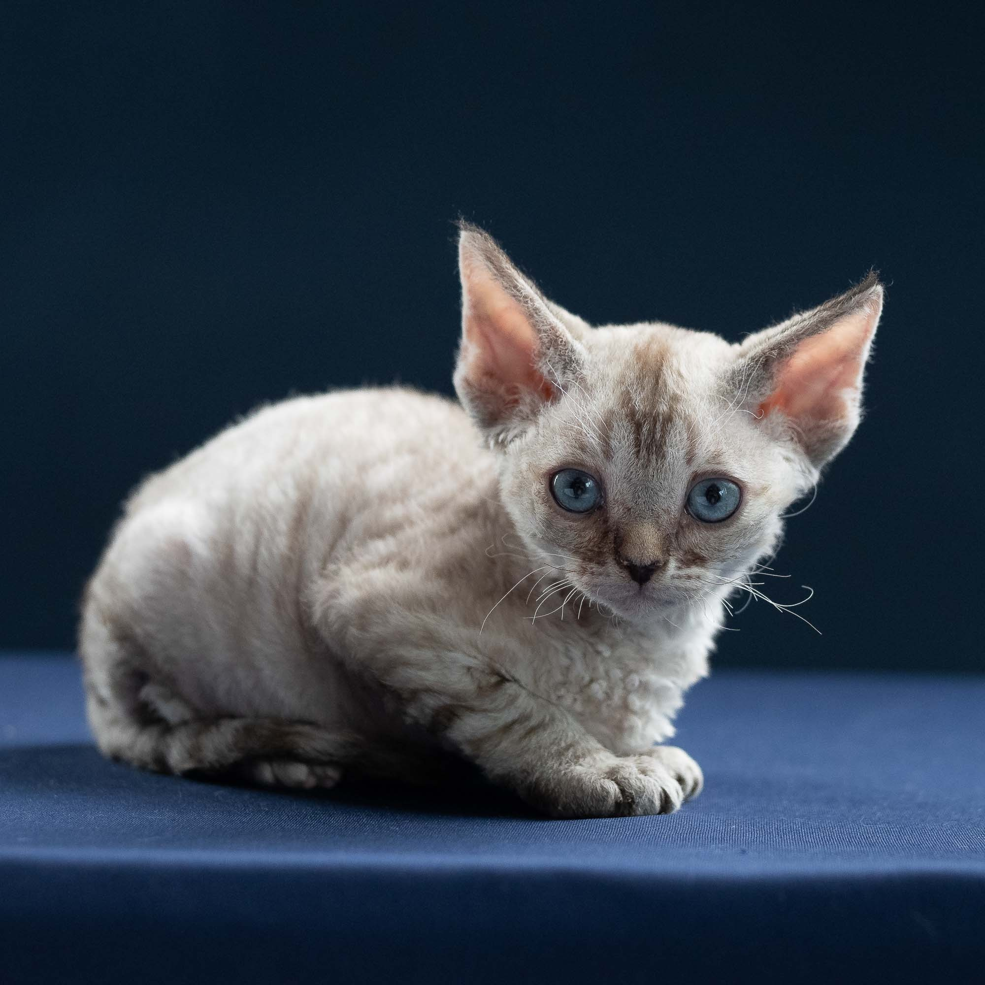 Isla, girl, born 06.01.2025. Devon Rex Pixie Cattery
