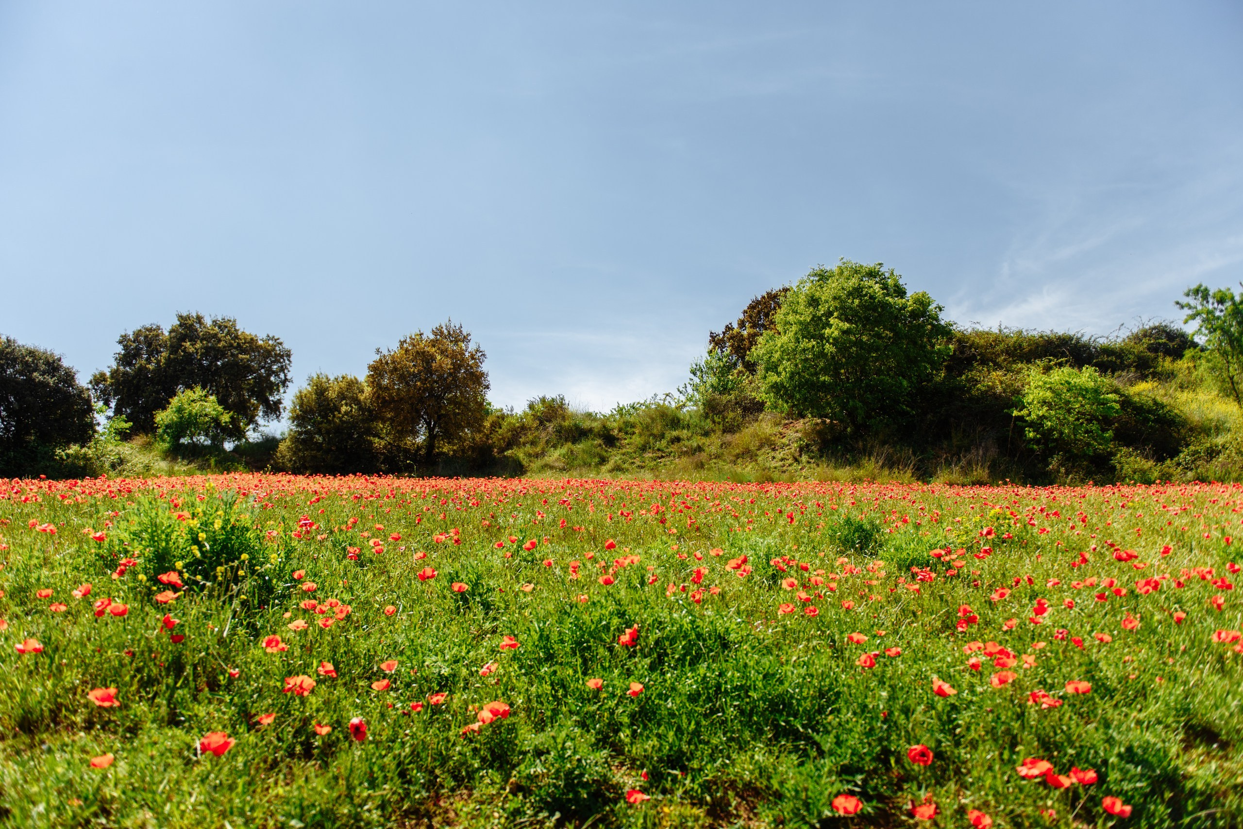 Olga Campos flores rojos. Фотограф Екатерина Гасанова — фотосессии в Барселоне