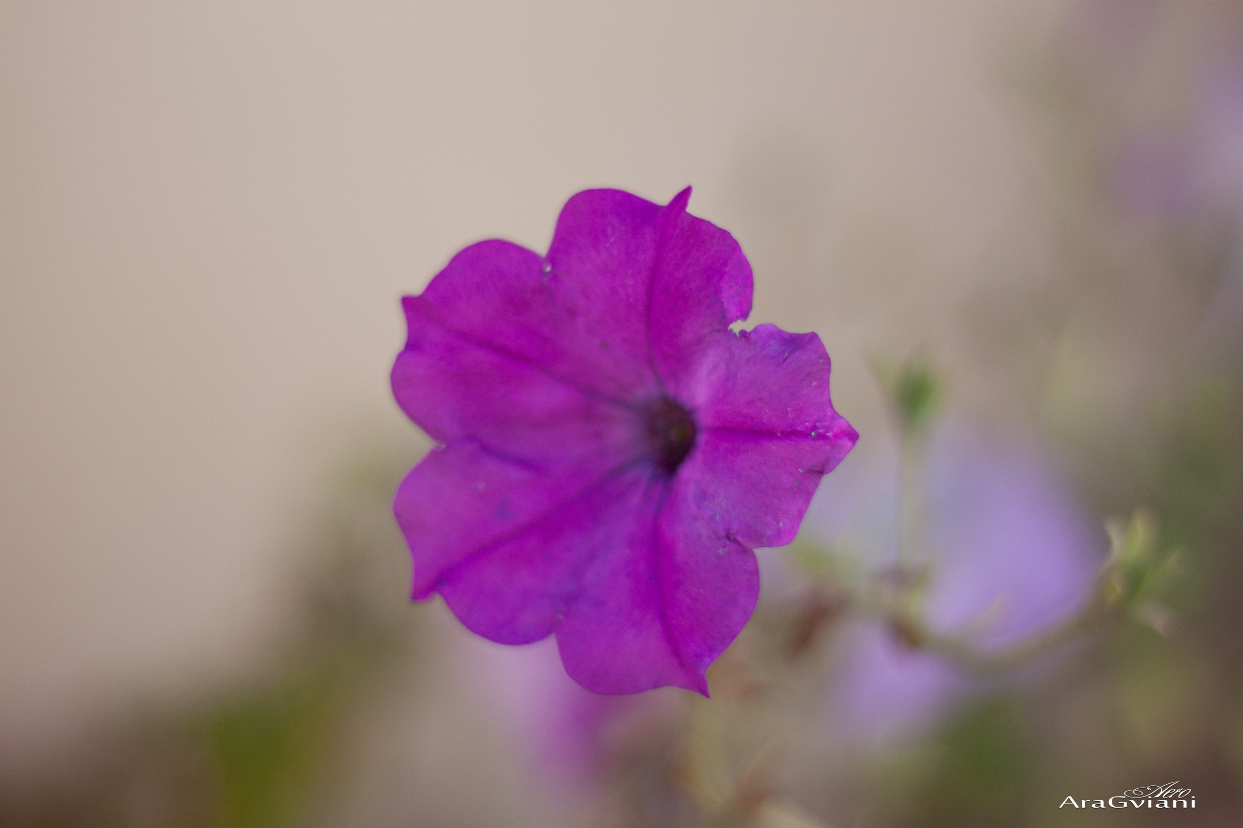 სიღნაღი გადარბენით. FramefreeMan