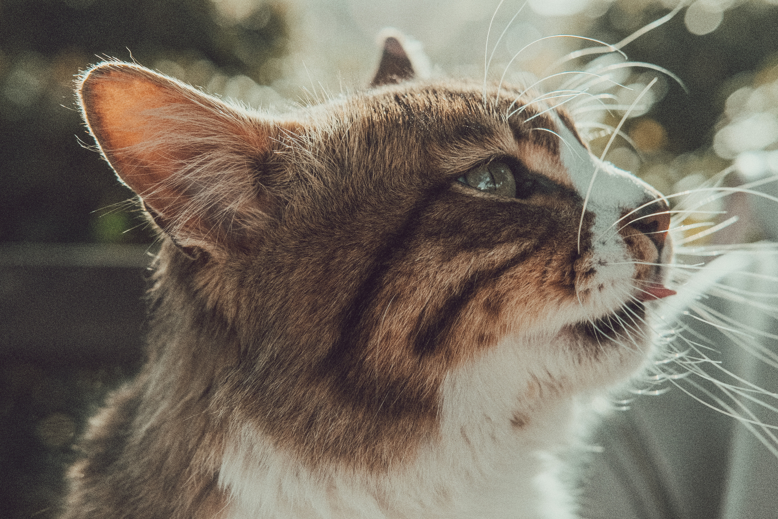 Stray Cat in Cyprus | YukoPhotography 📸🐾 Travel Photography | Fujifilm Adventures | Stray Cats Chronicles | Stray Cat photography | Stray cat photos