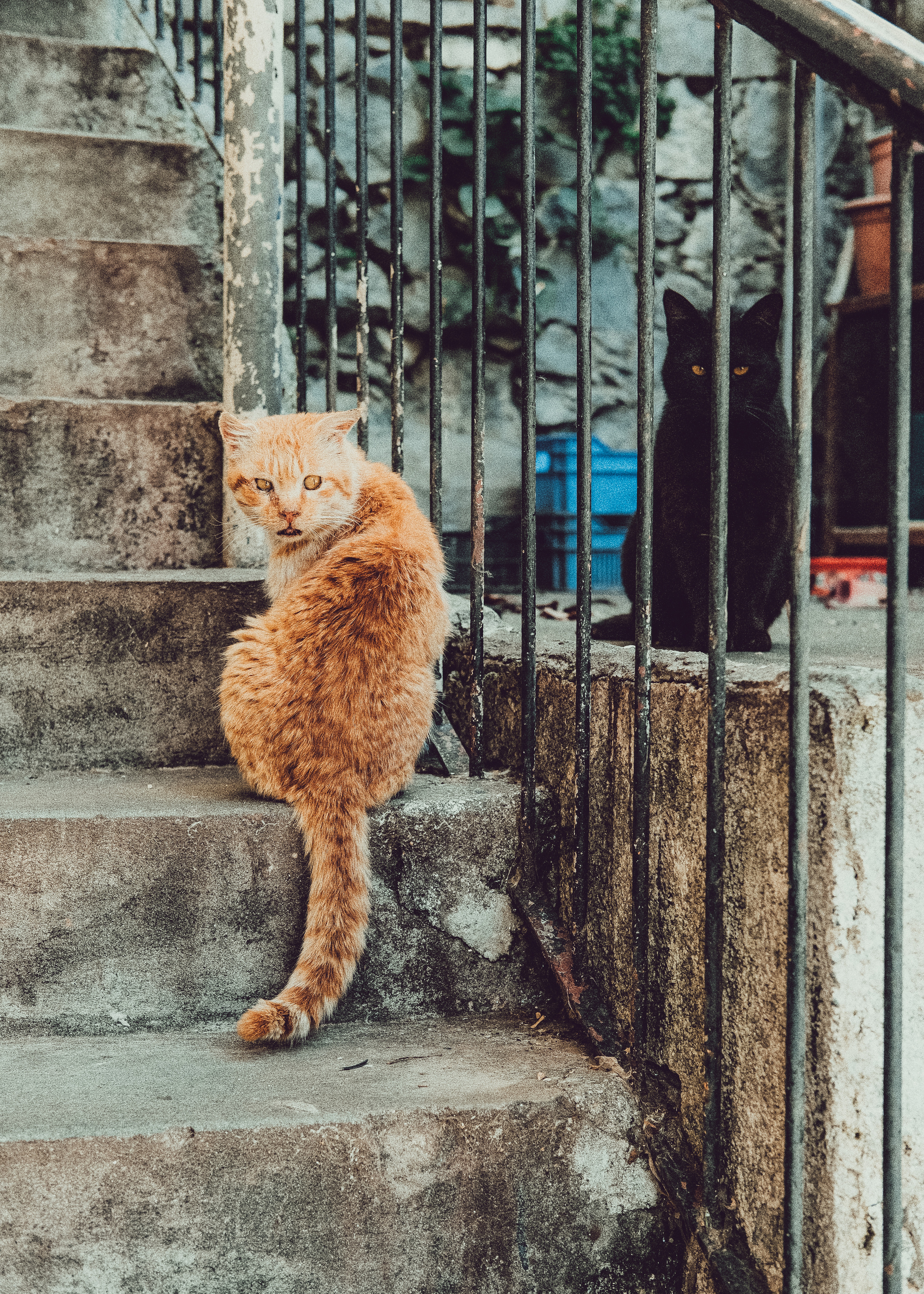 📸🐾 Travel Photography | Fujifilm Adventures | Stray Cats Chronicles | Stray Cat photography | Stray cat photos