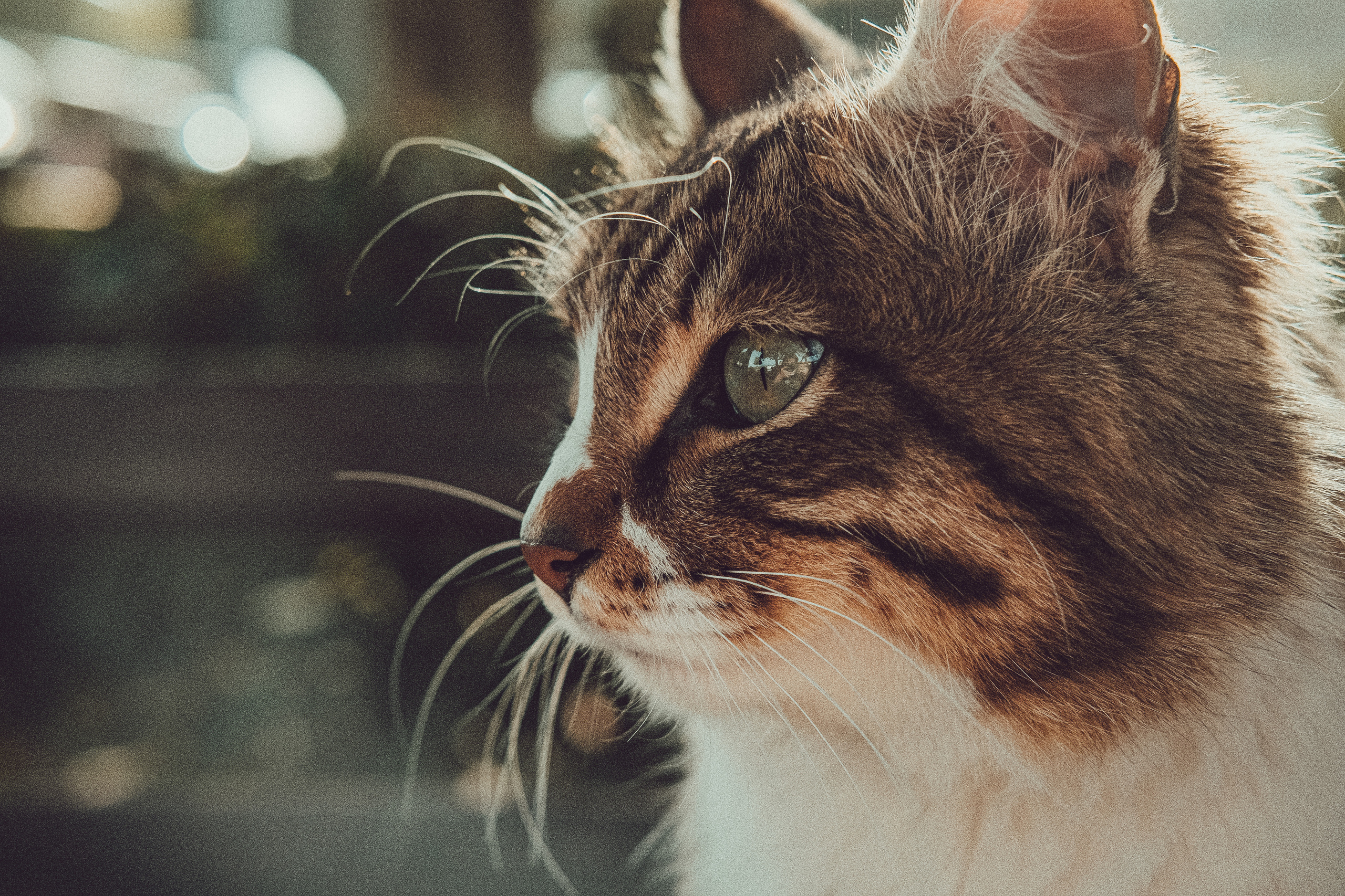 Stray Cat in Cyprus | YukoPhotography 📸🐾 Travel Photography | Fujifilm Adventures | Stray Cats Chronicles | Stray Cat photography | Stray cat photos