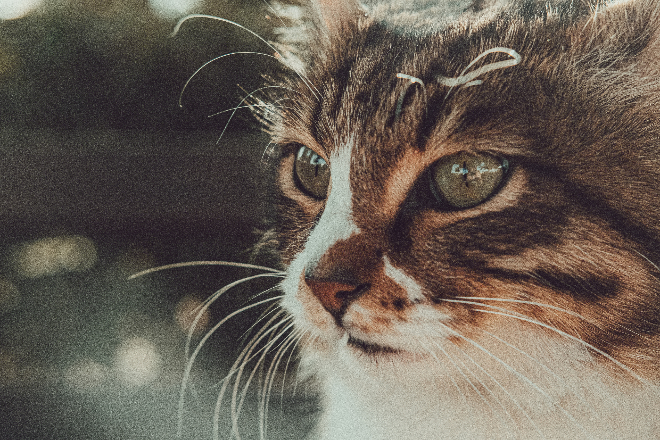 📸🐾 Travel Photography | Fujifilm Adventures | Stray Cats Chronicles | Stray Cat photography | Stray cat photos