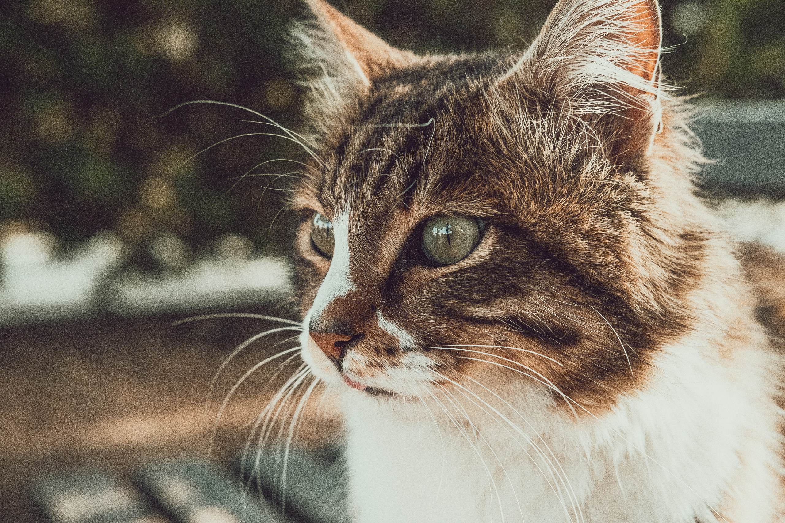📸🐾 Travel Photography | Fujifilm Adventures | Stray Cats Chronicles | Stray Cat photography | Stray cat photos