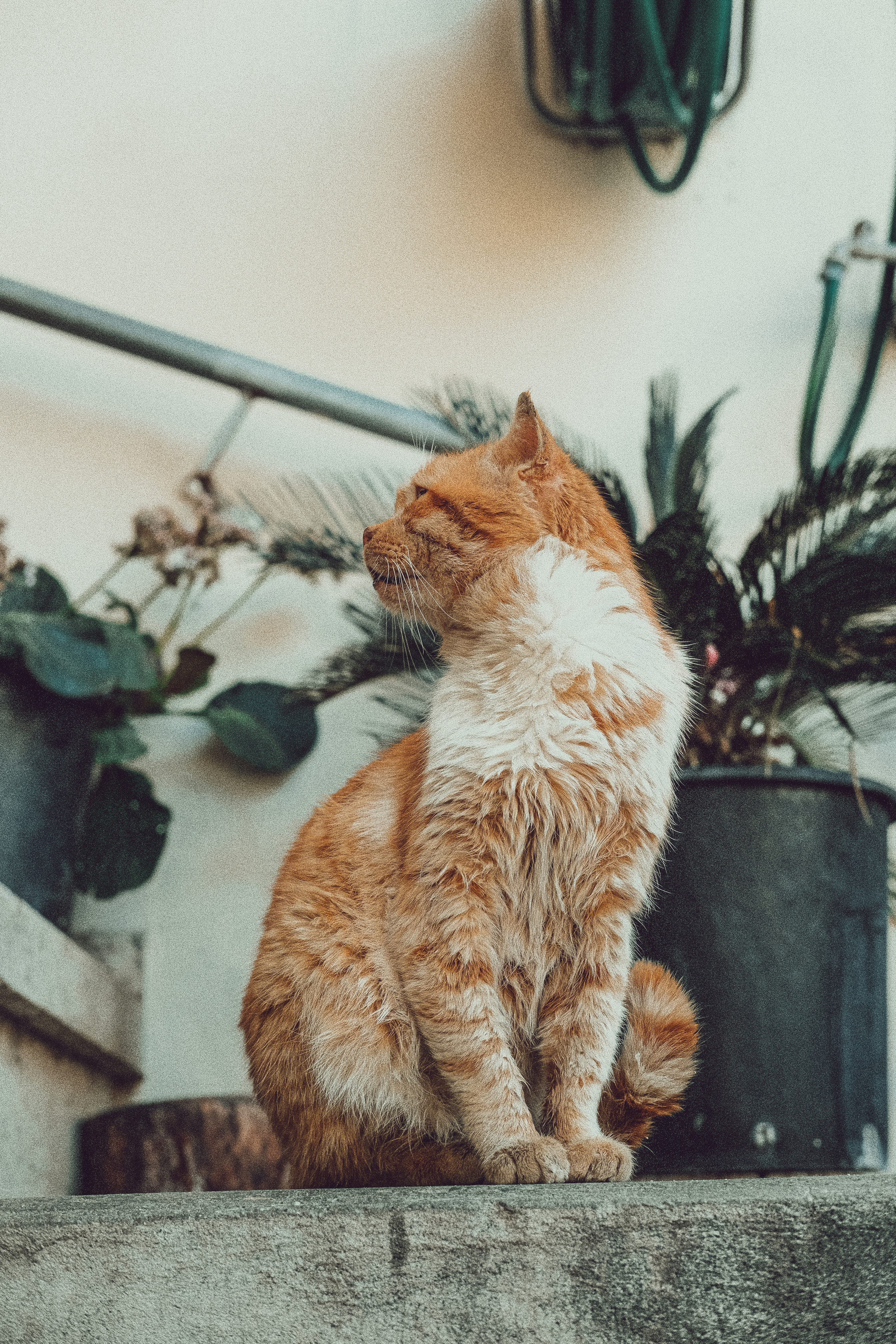 📸🐾 Travel Photography | Fujifilm Adventures | Stray Cats Chronicles | Stray Cat photography | Stray cat photos
