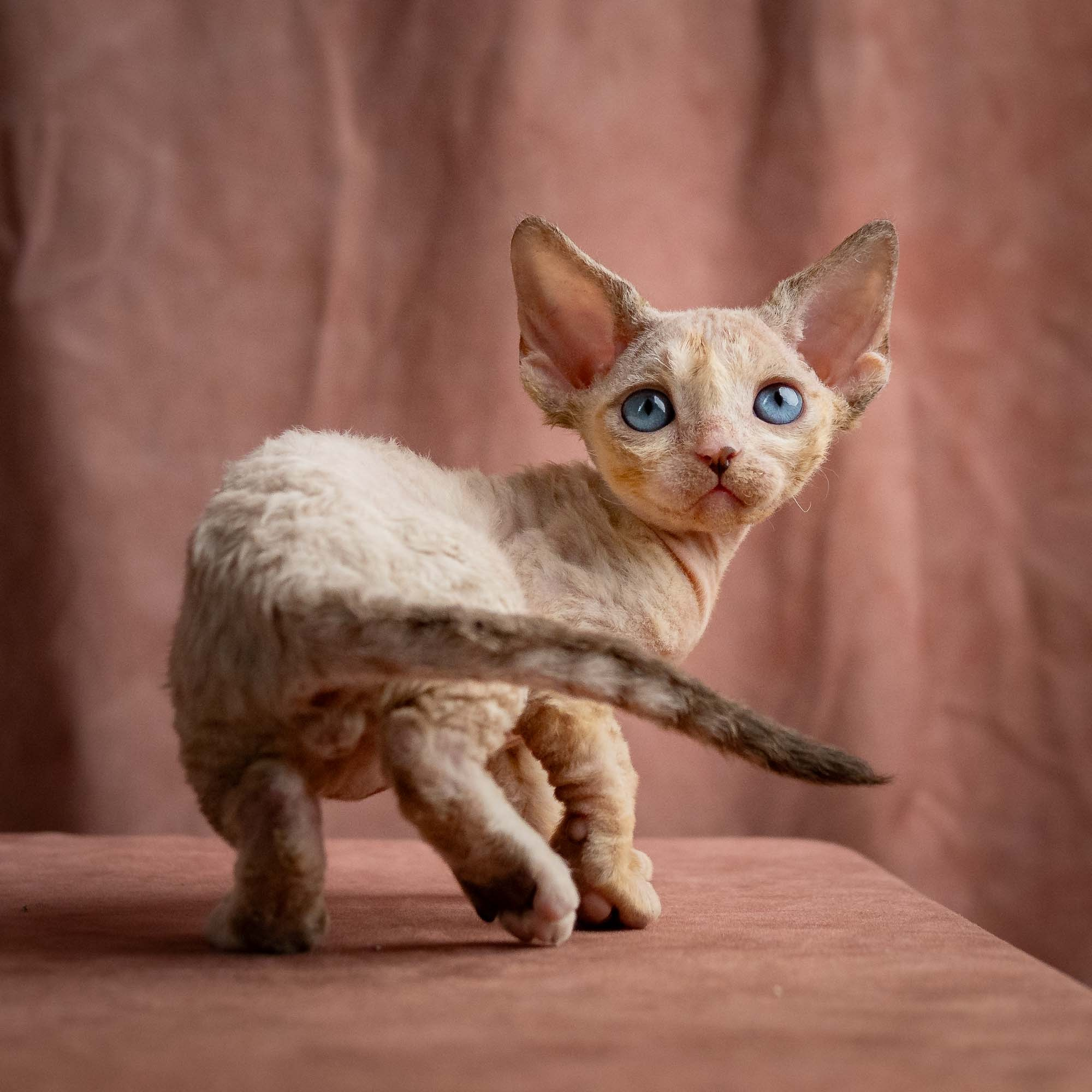Rocco, boy, born 05.08.26. Devon Rex Pixie Cattery