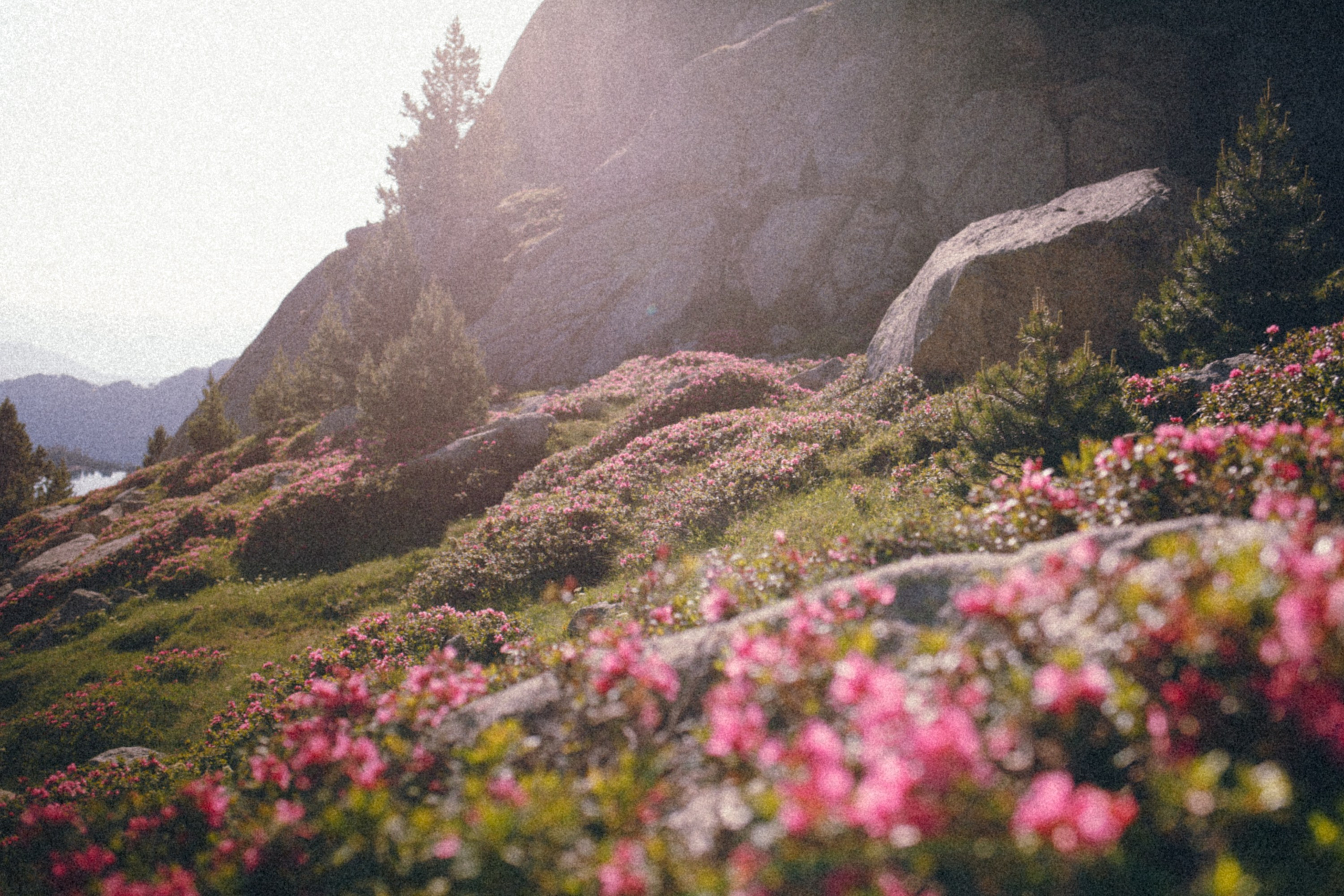 A scenic mountain landscape with vibrant pink wildflowers