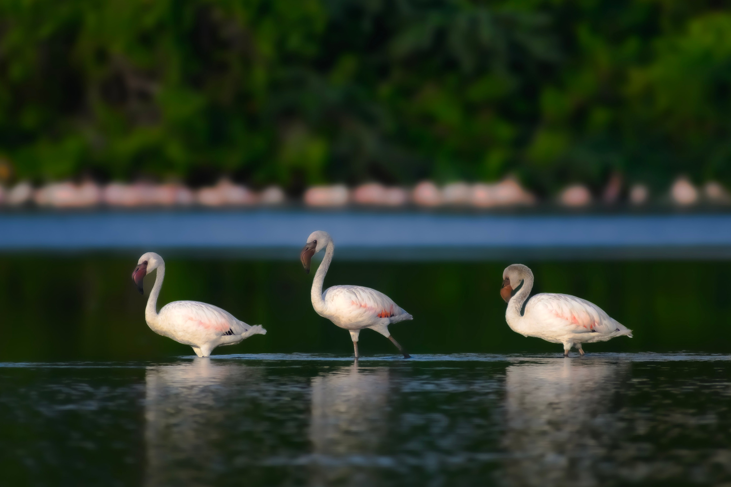 WILDLIFE