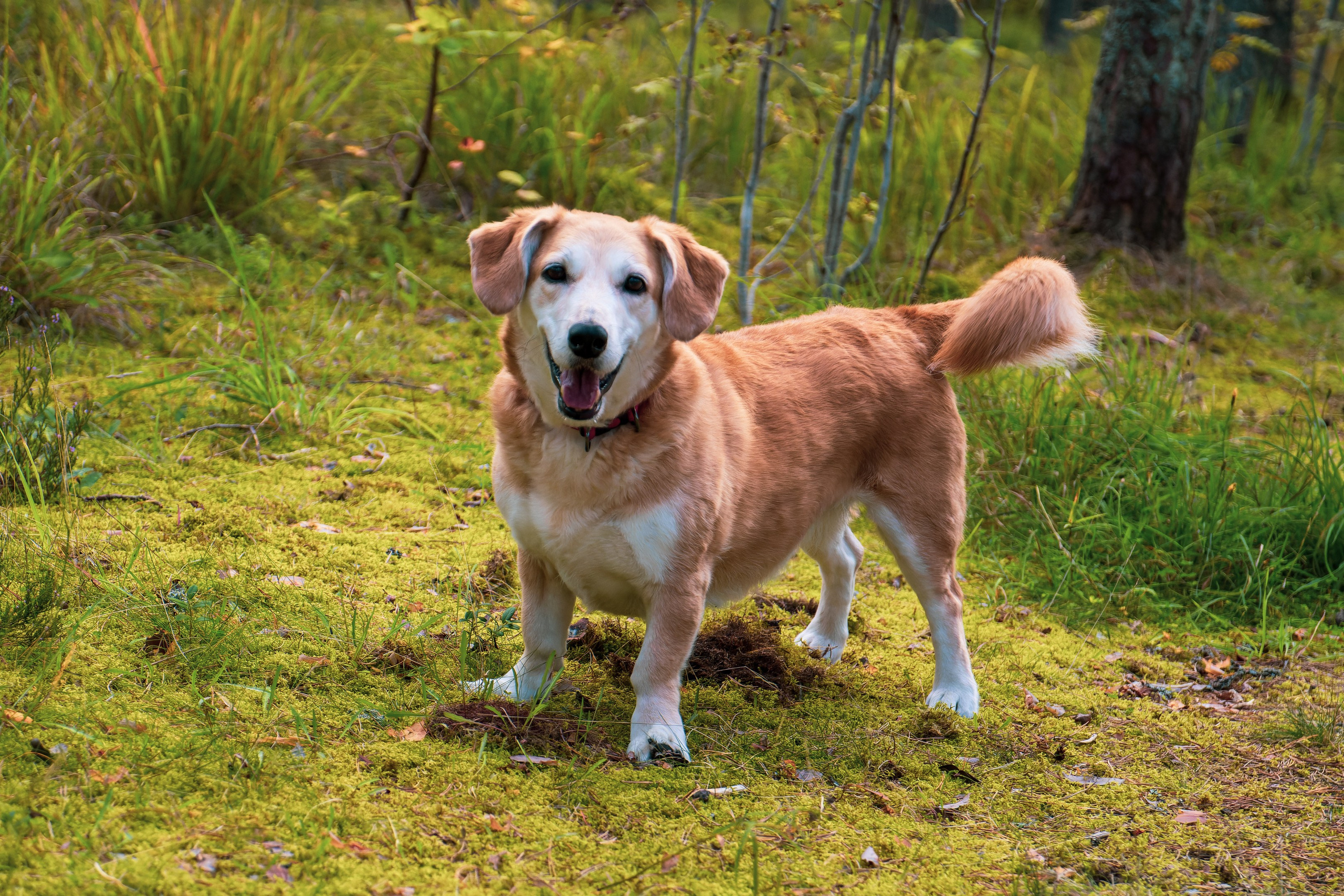 Nebula 25 — Fotod teie hingele