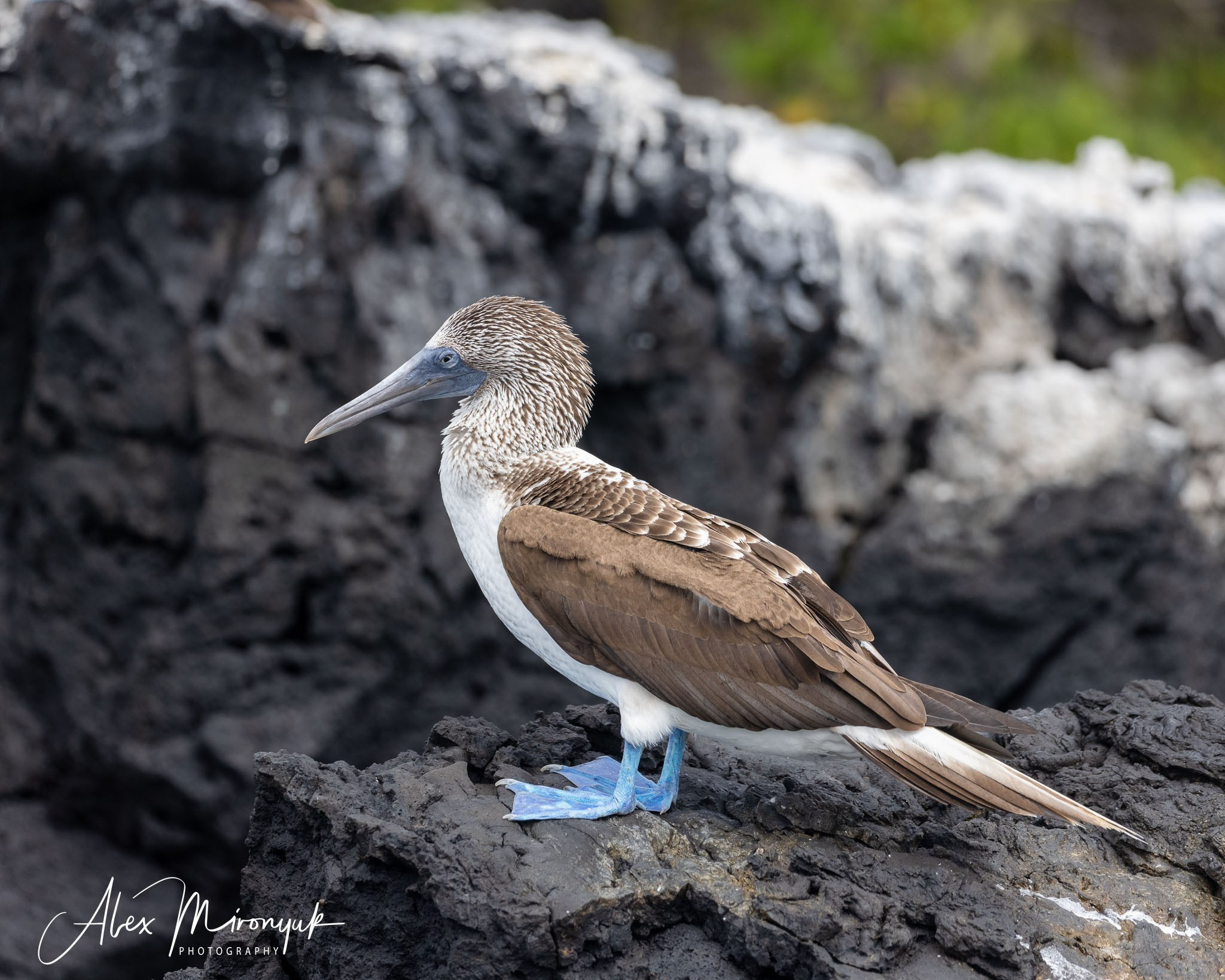 Galapagos Islands Adventure. Alex Mironyuk Photography