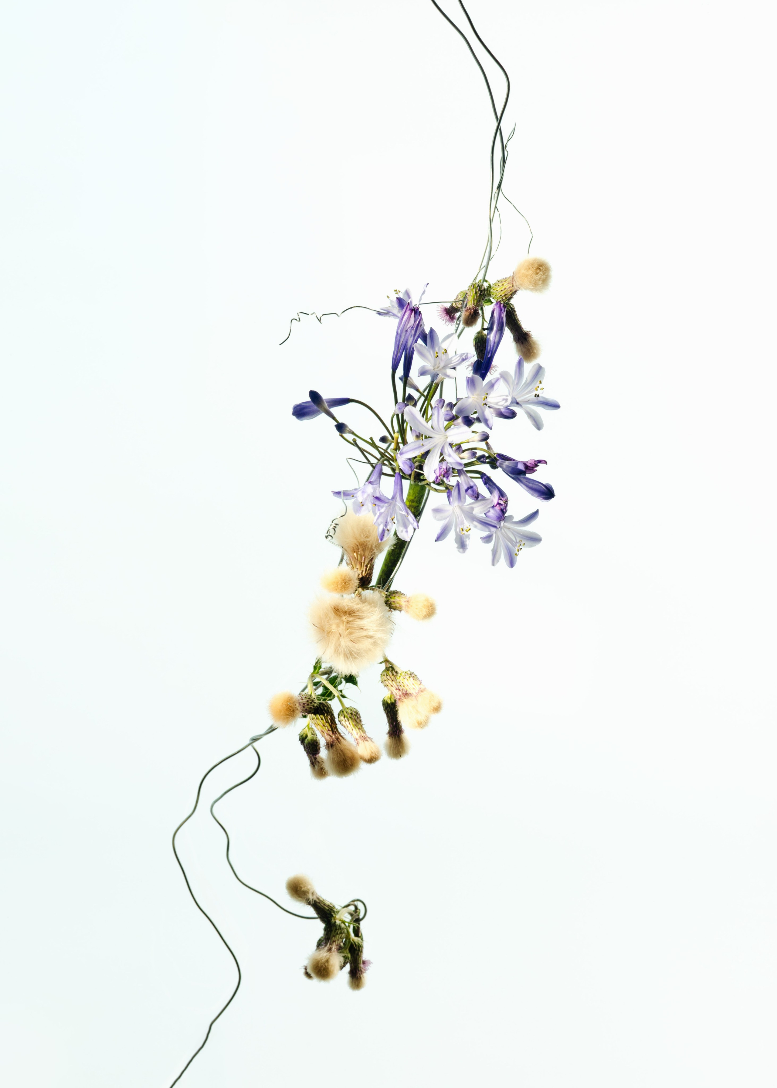 Tethered. Marina Tsaregorodtseva Fine Art photographer, London