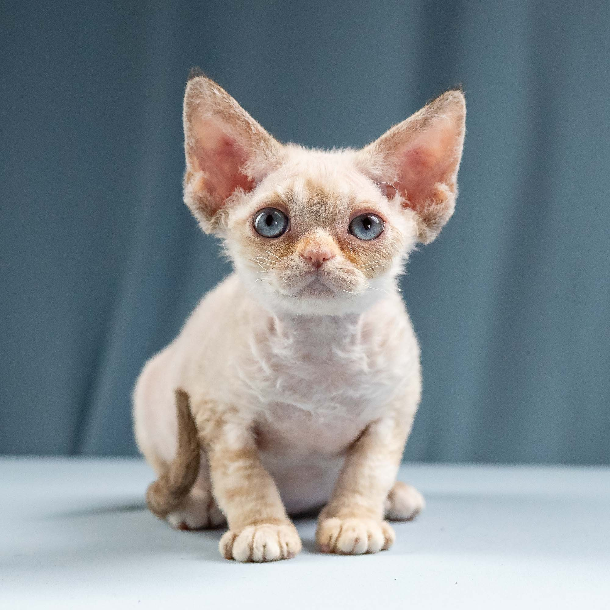 Iris, girl, born 06.01.2025. Devon Rex Pixie Cattery