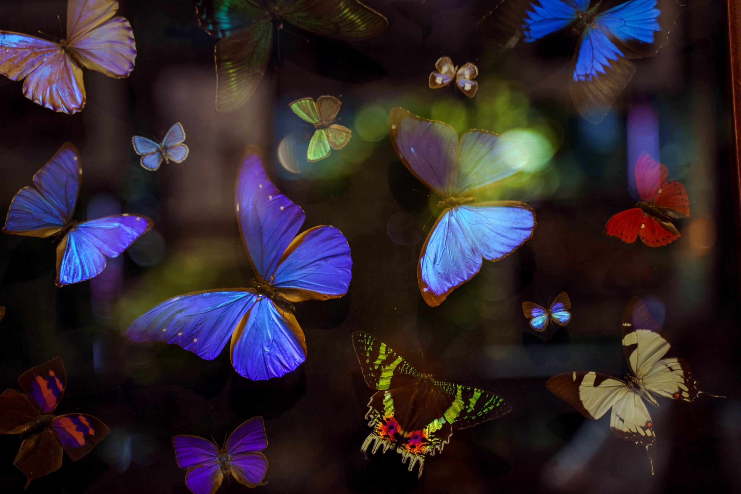 Photo story about entomologists at work