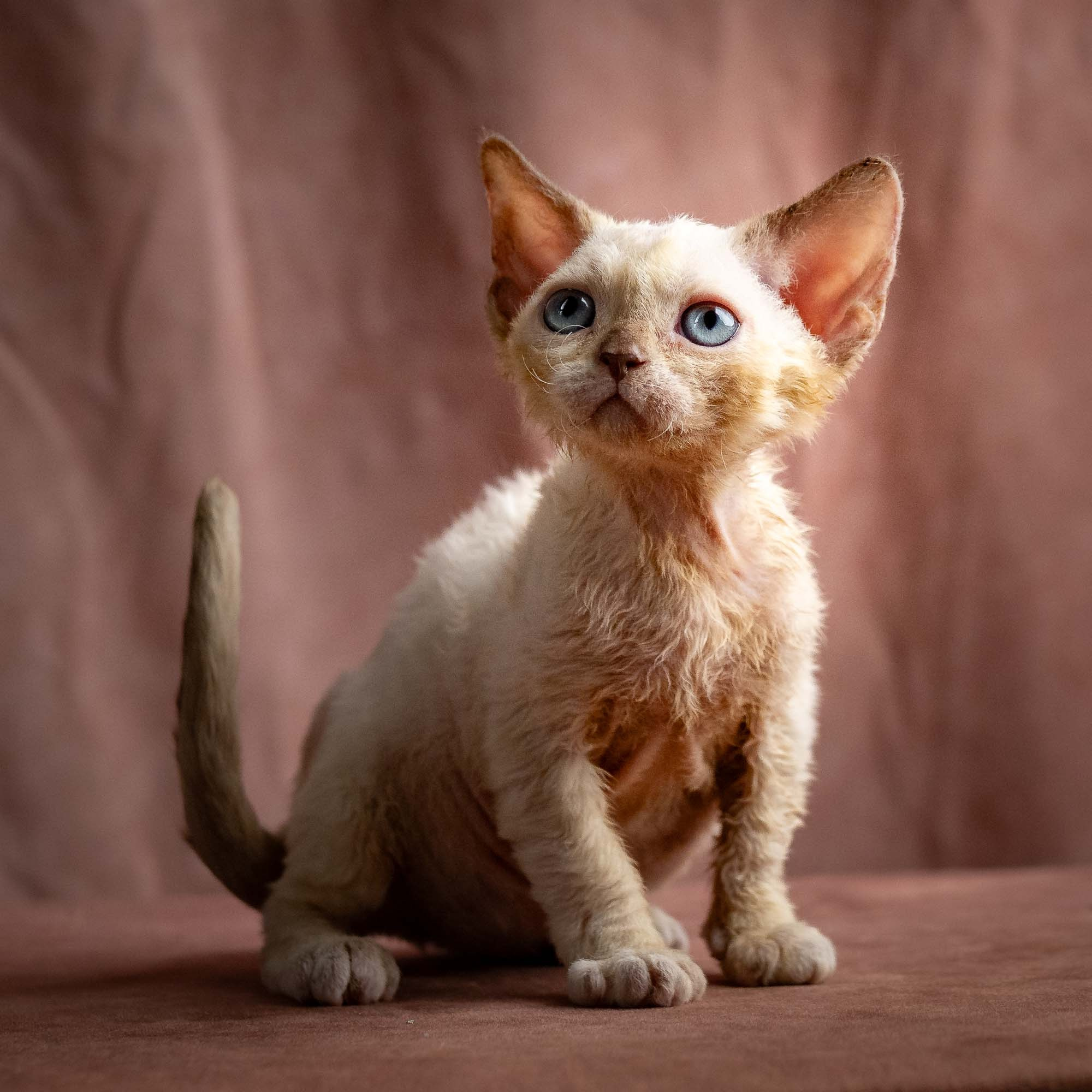 Rosalie, girl, born 05.08.26. Devon Rex Pixie Cattery