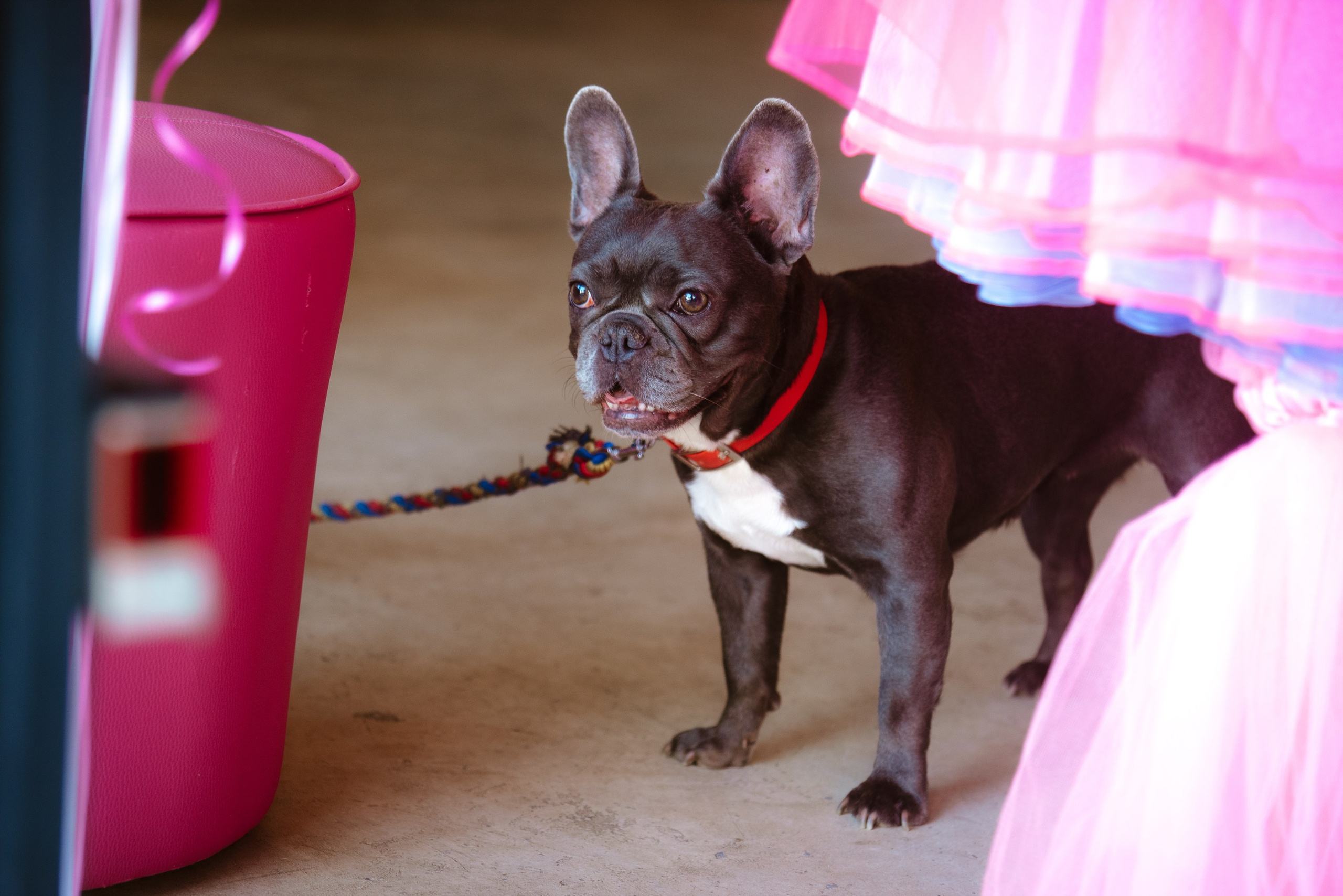 Children’s birthday photographer in Torrevieja, Alicante | Andrey Lukovnikov