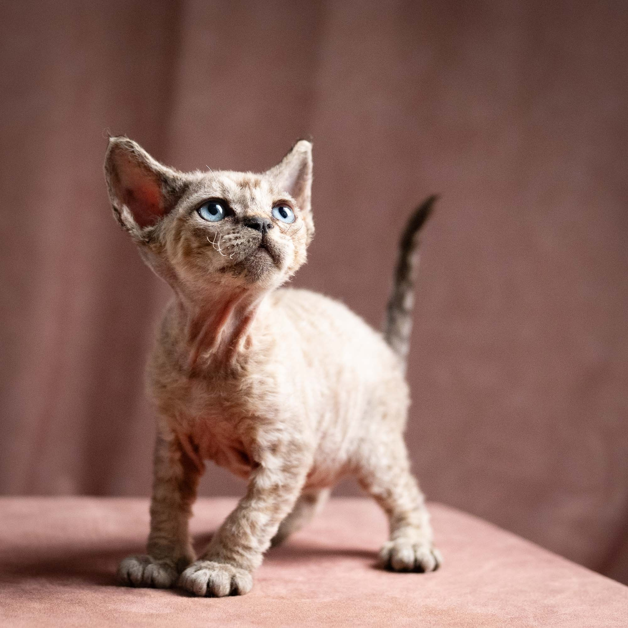 Quincy, boy, born 02.14.26. Devon Rex Pixie Cattery