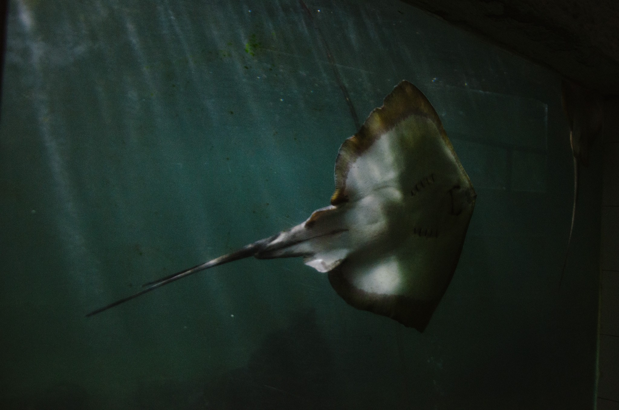 Let the City Become a Garden: Ecology Through the Lens. Stanislava Novgorodtseva — Photographer | Visual Artist | Educator