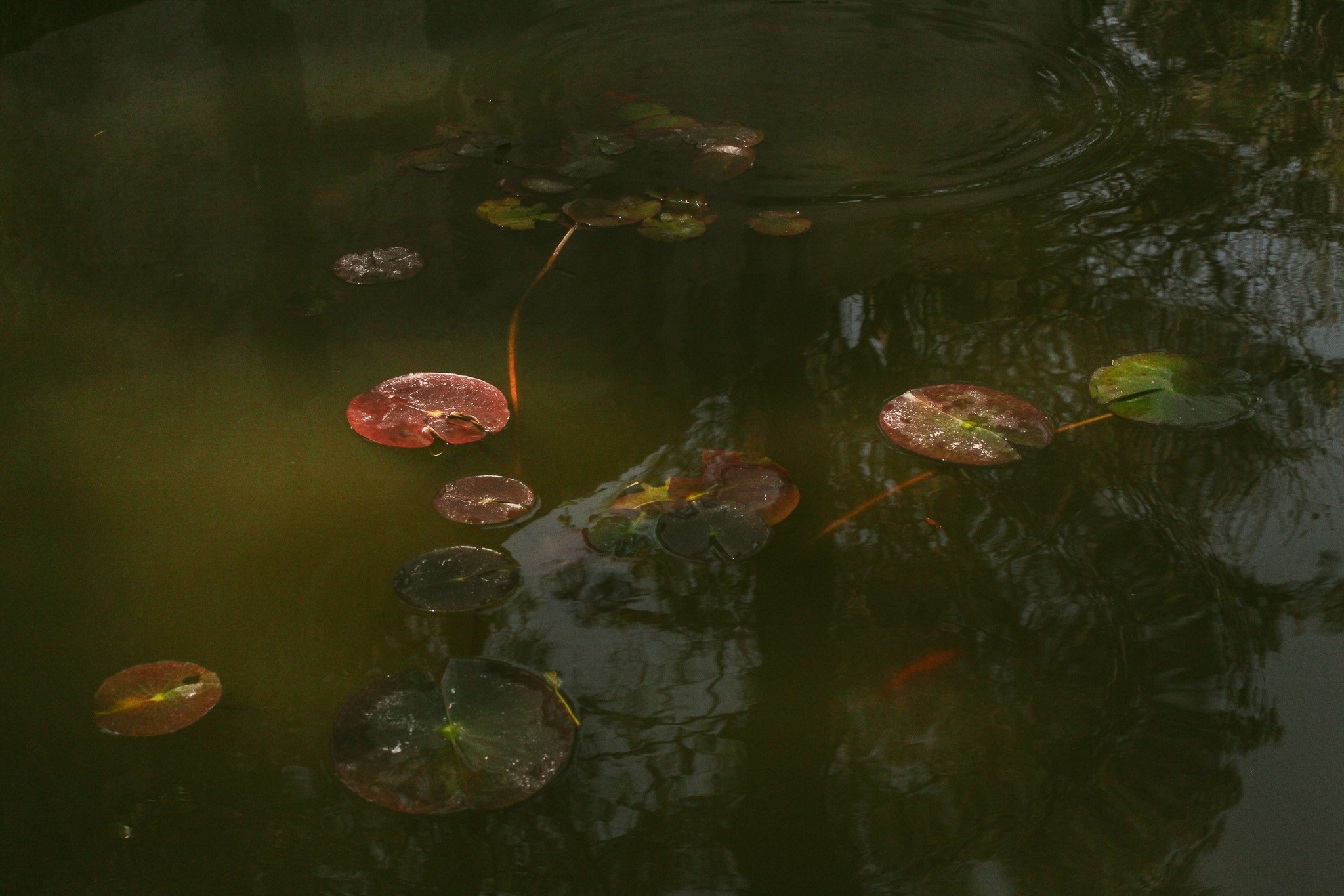 Let the City Become a Garden: Ecology Through the Lens. Stanislava Novgorodtseva — Photographer | Visual Artist | Educator
