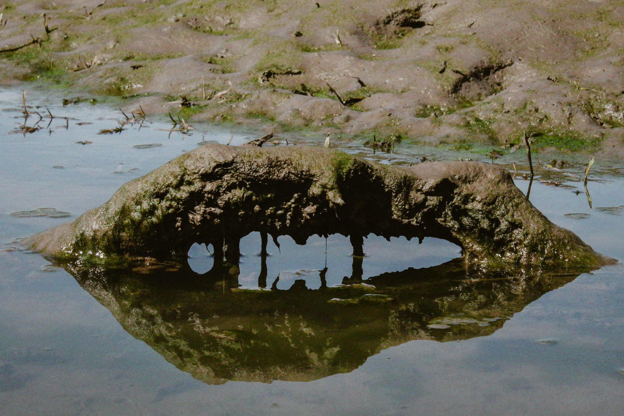 Let the City Become a Garden: Ecology Through the Lens. Stanislava Novgorodtseva — Photographer | Visual Artist | Educator