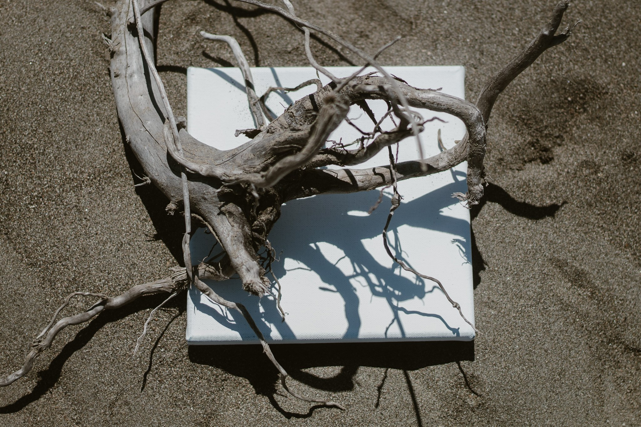 Let the City Become a Garden: Ecology Through the Lens. Stanislava Novgorodtseva — Photographer | Visual Artist | Educator