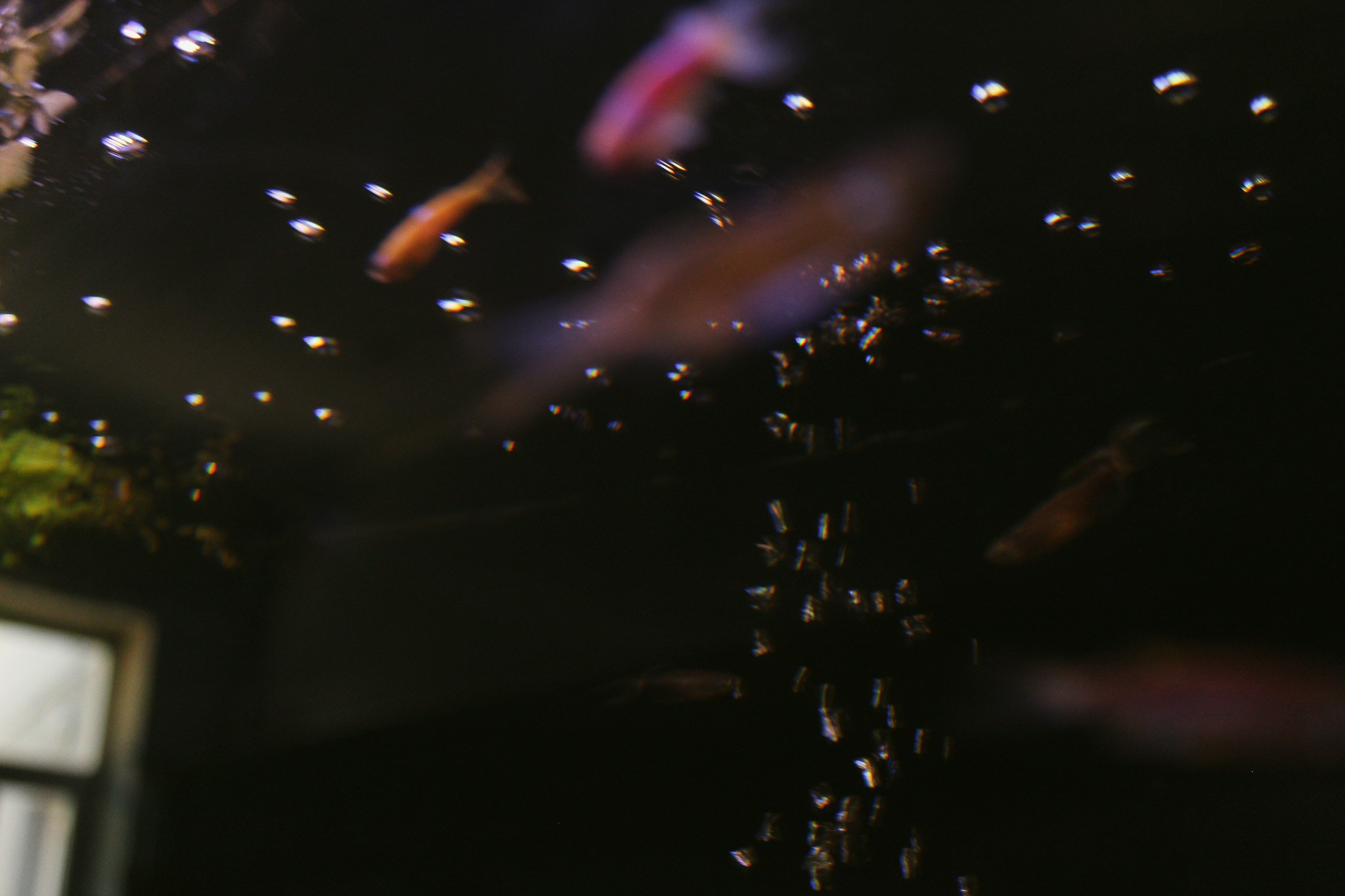 Let the City Become a Garden: Ecology Through the Lens. Stanislava Novgorodtseva — Photographer | Visual Artist | Educator