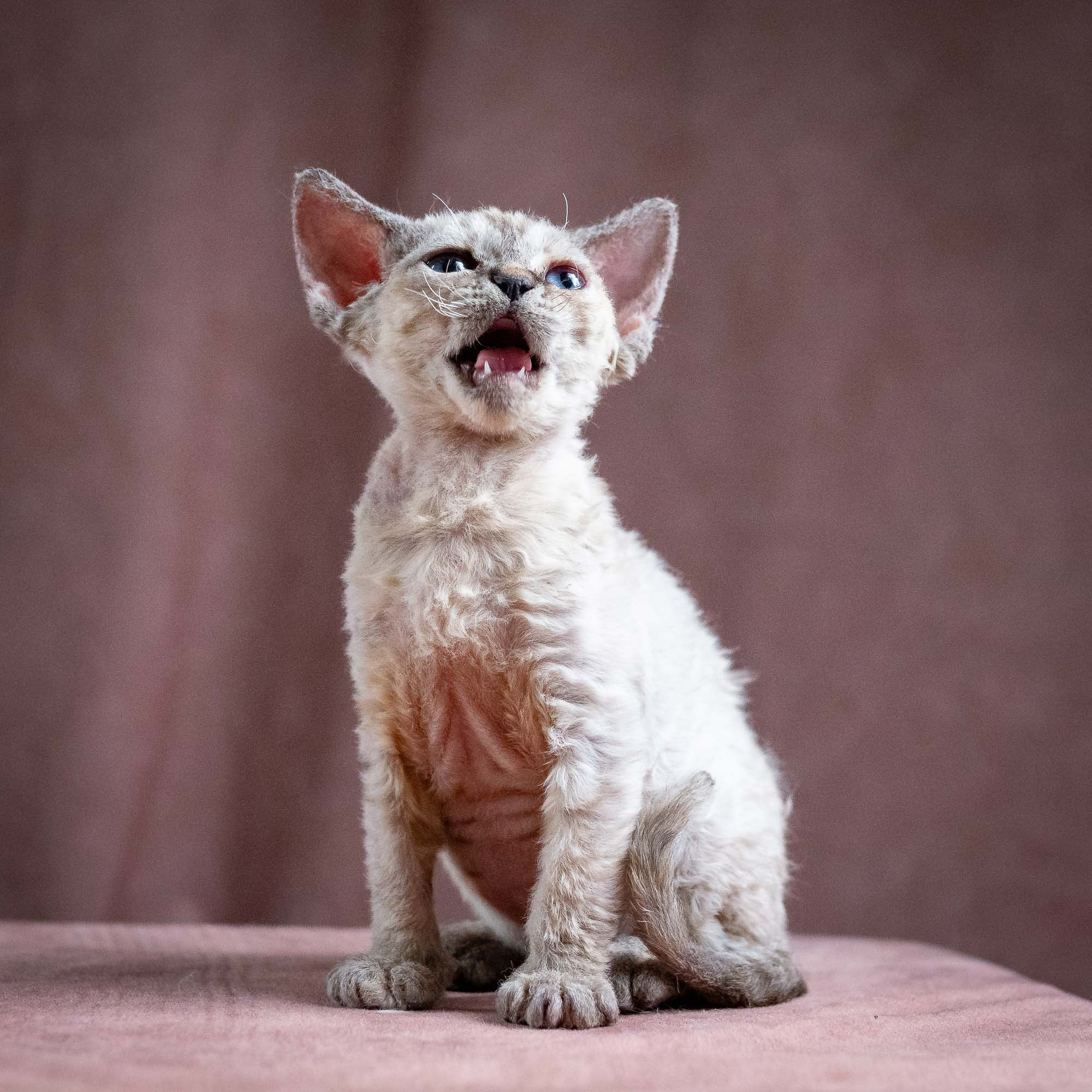 Quella, girl, born 02.14.26. Devon Rex Pixie Cattery
