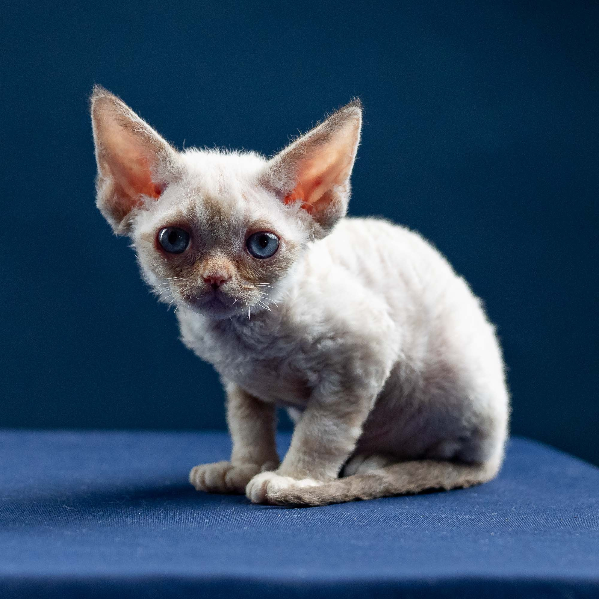 Iris, girl, born 06.01.2025. Devon Rex Pixie Cattery