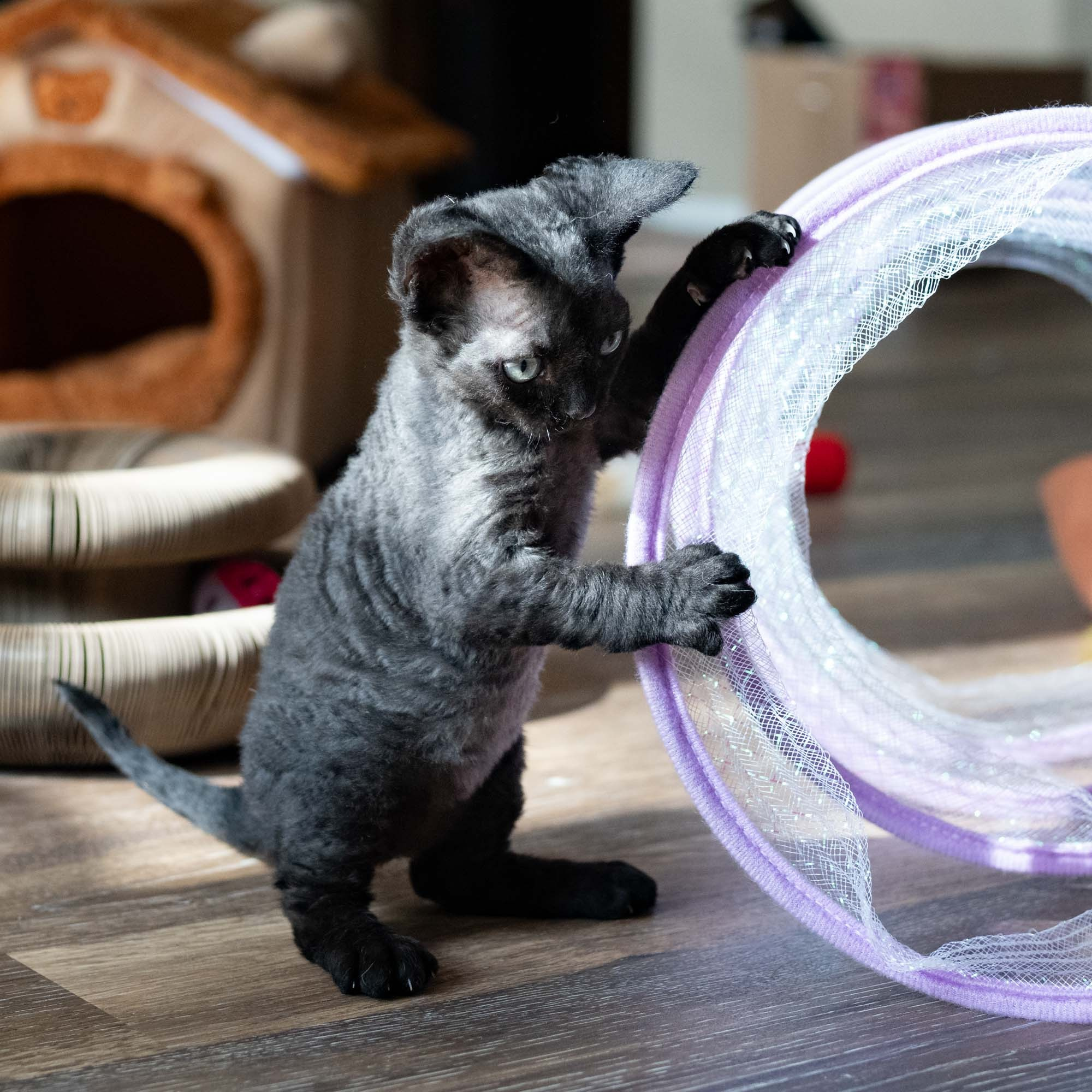 Smoke, boy,  born on  04.11.24, Sold. Devon Rex Pixie Cattery