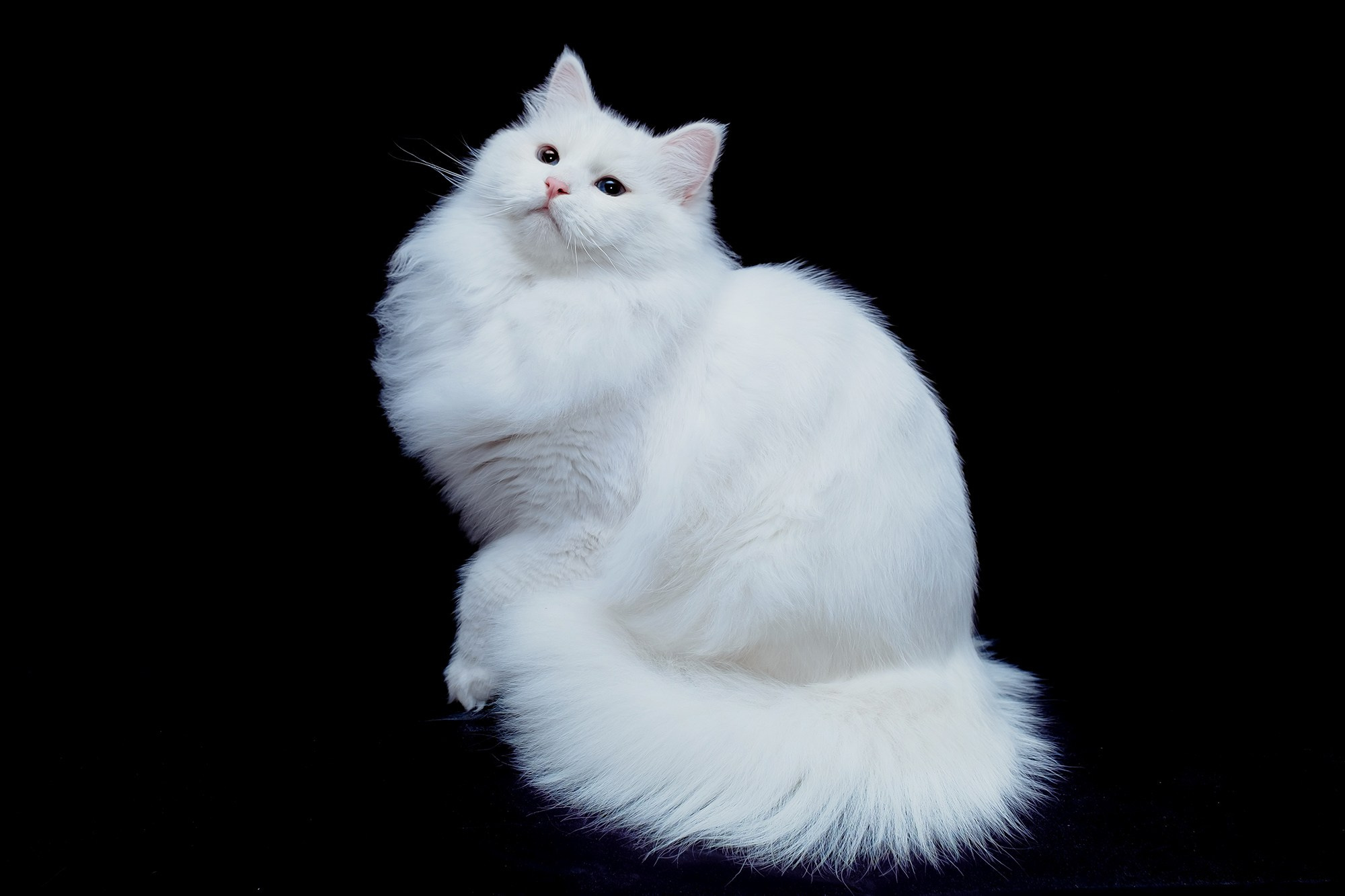 Zuchtkater | Male. Photographer Татьяна