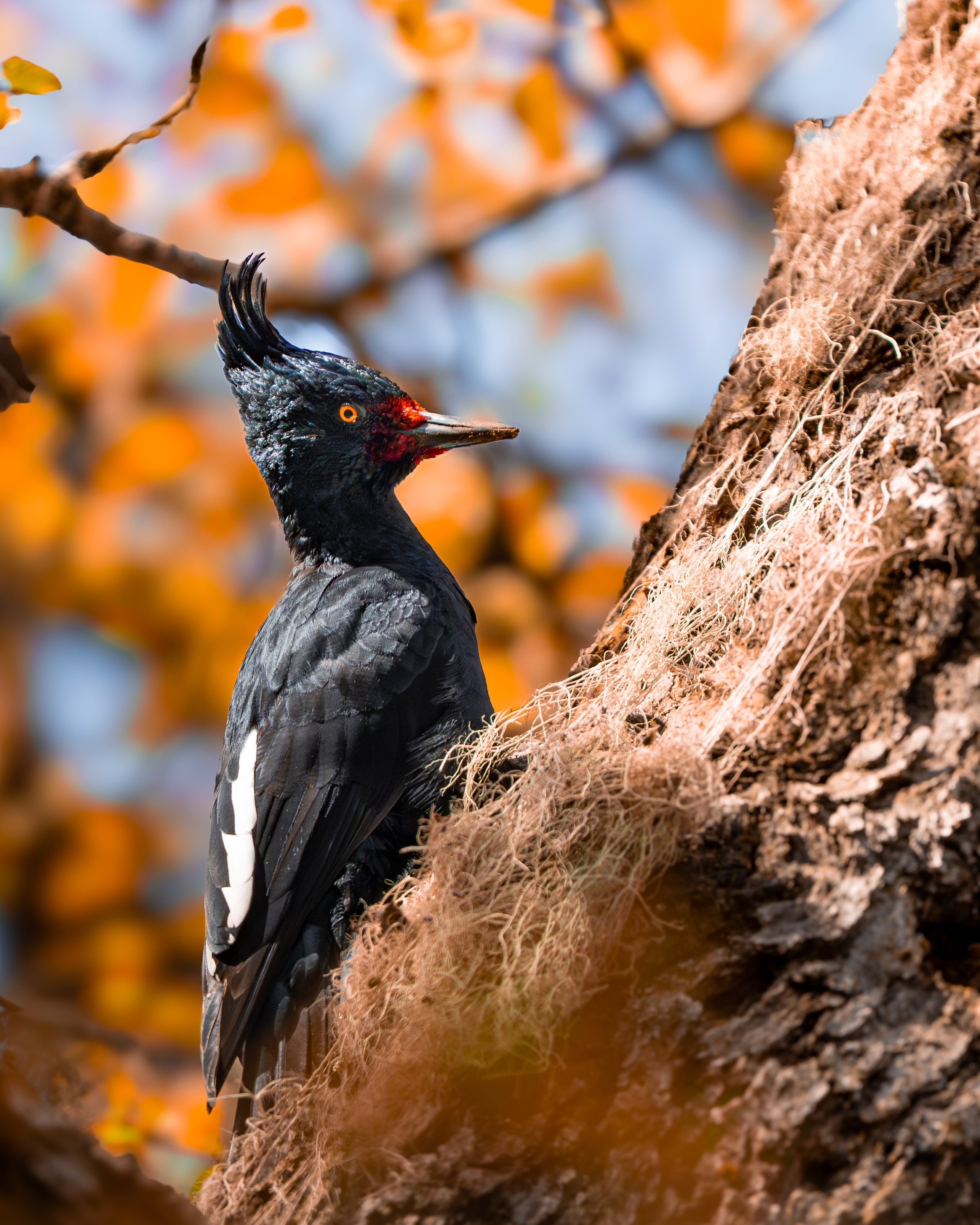 Naturaleza. DIEGO LUNA - FOTÓGRAFO DE VIAJES Y NATURALEZA EN CHILE