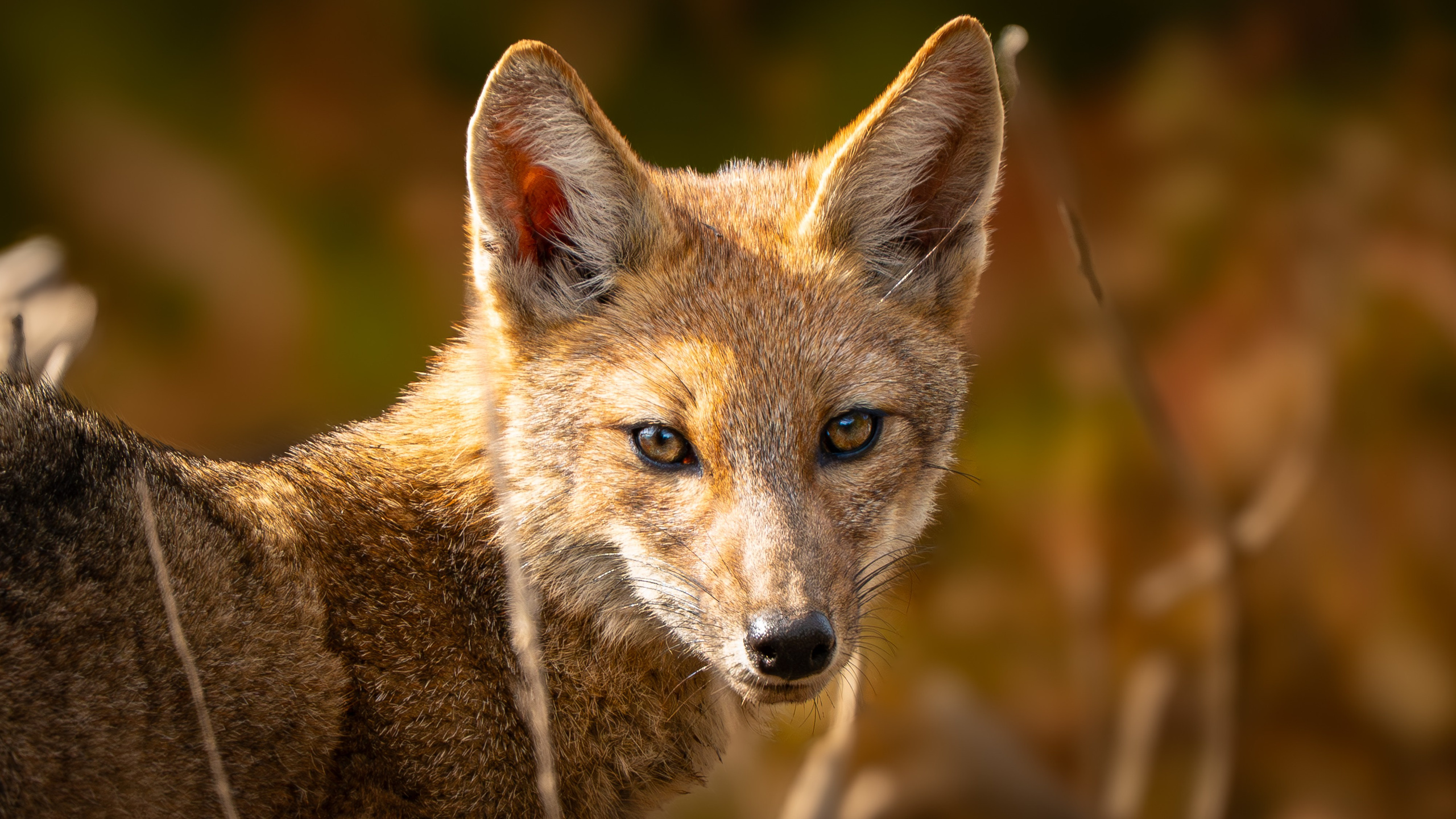 Naturaleza. DIEGO LUNA - FOTÓGRAFO DE VIAJES Y NATURALEZA EN CHILE